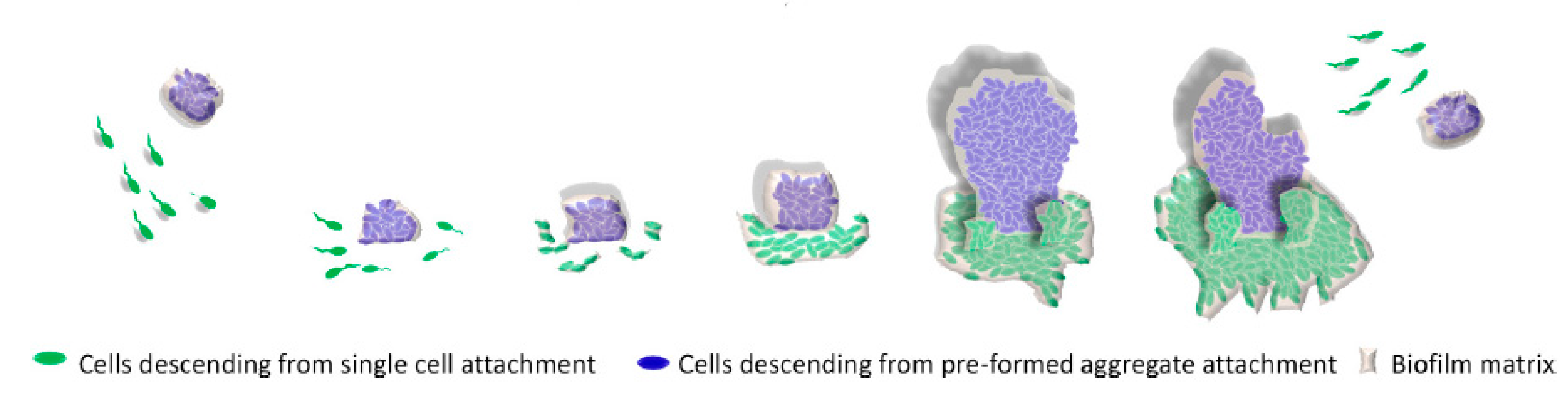 Biology 10 00137 g003