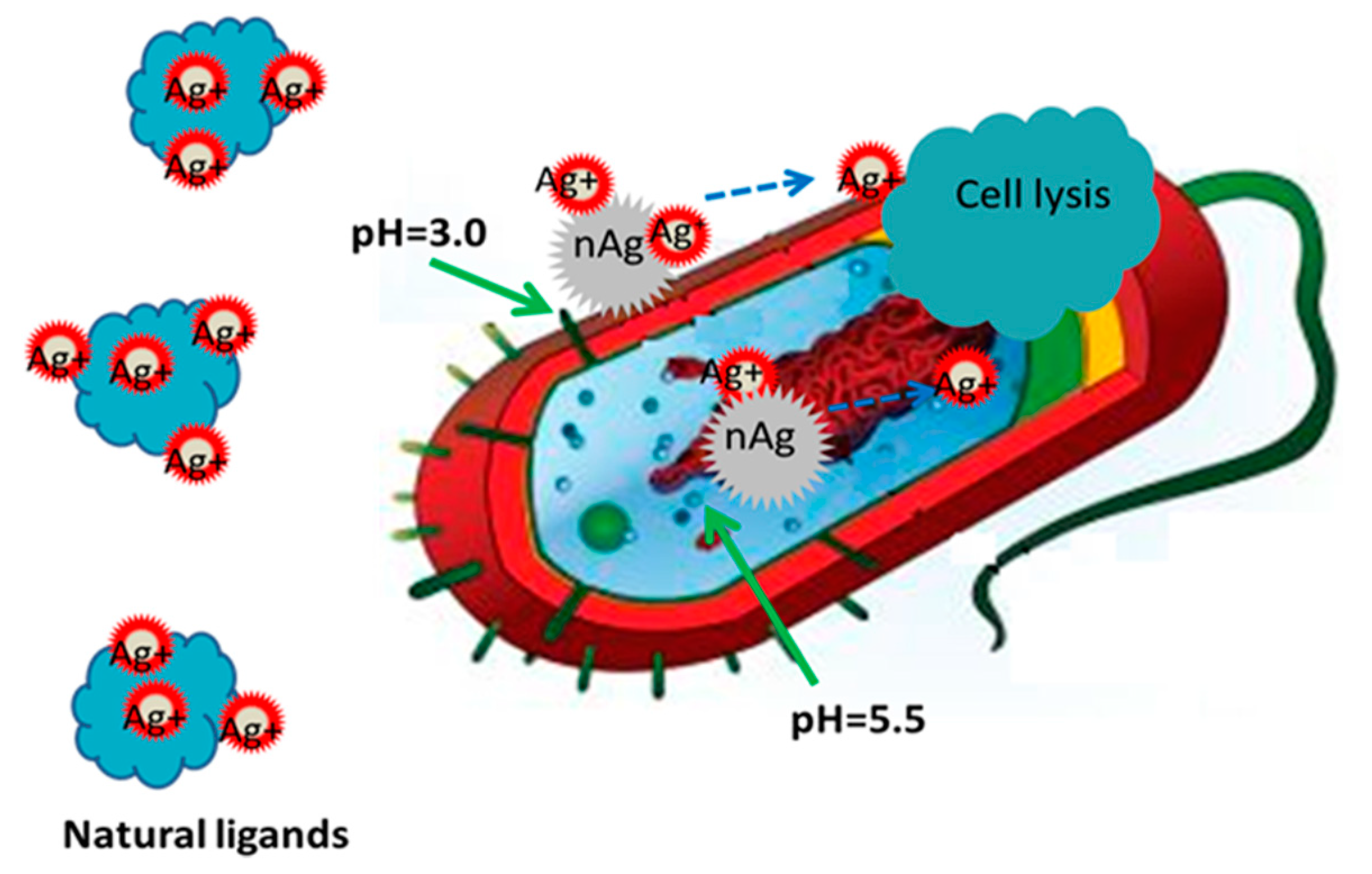 Biology 10 00137 g004