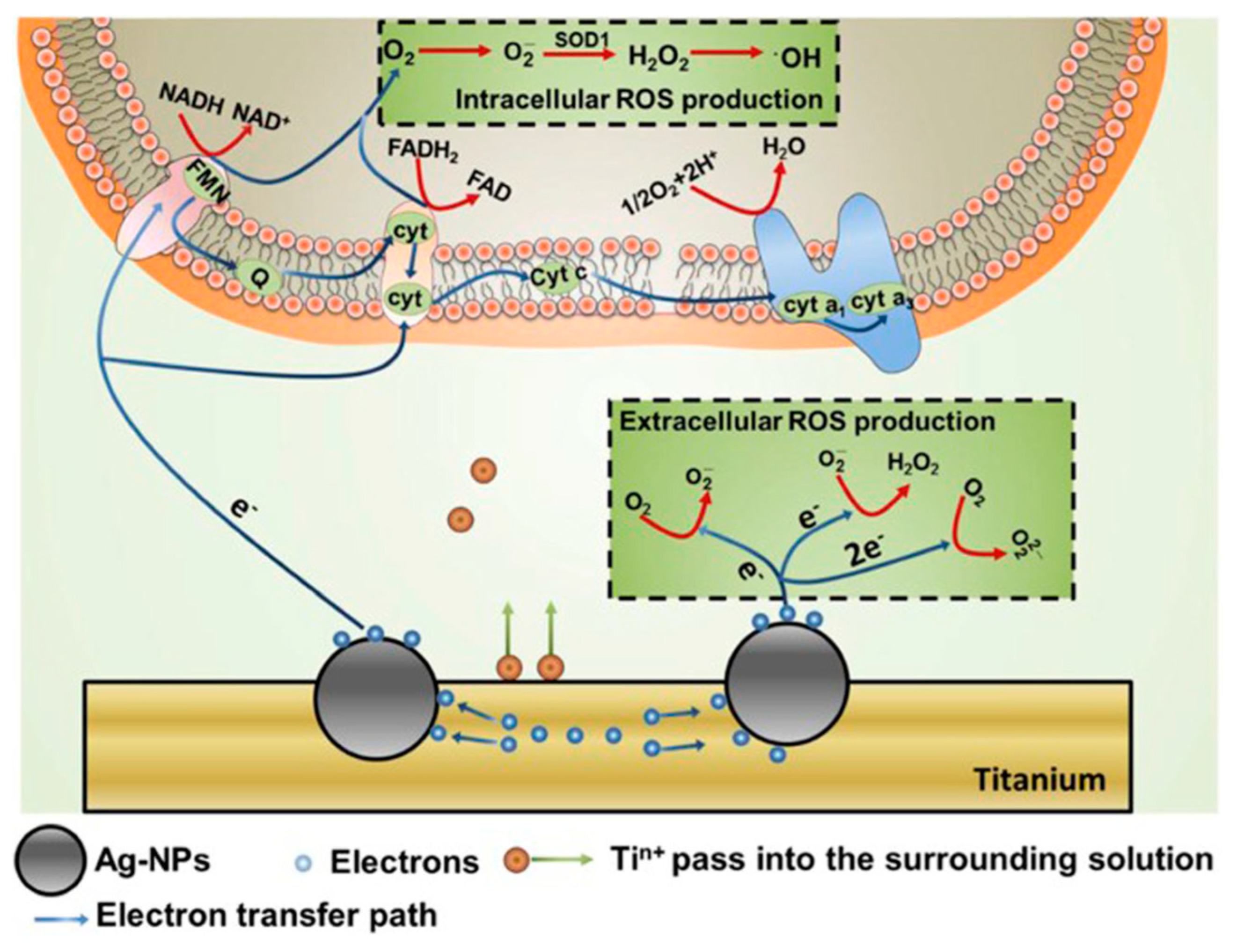 Biology 10 00137 g005
