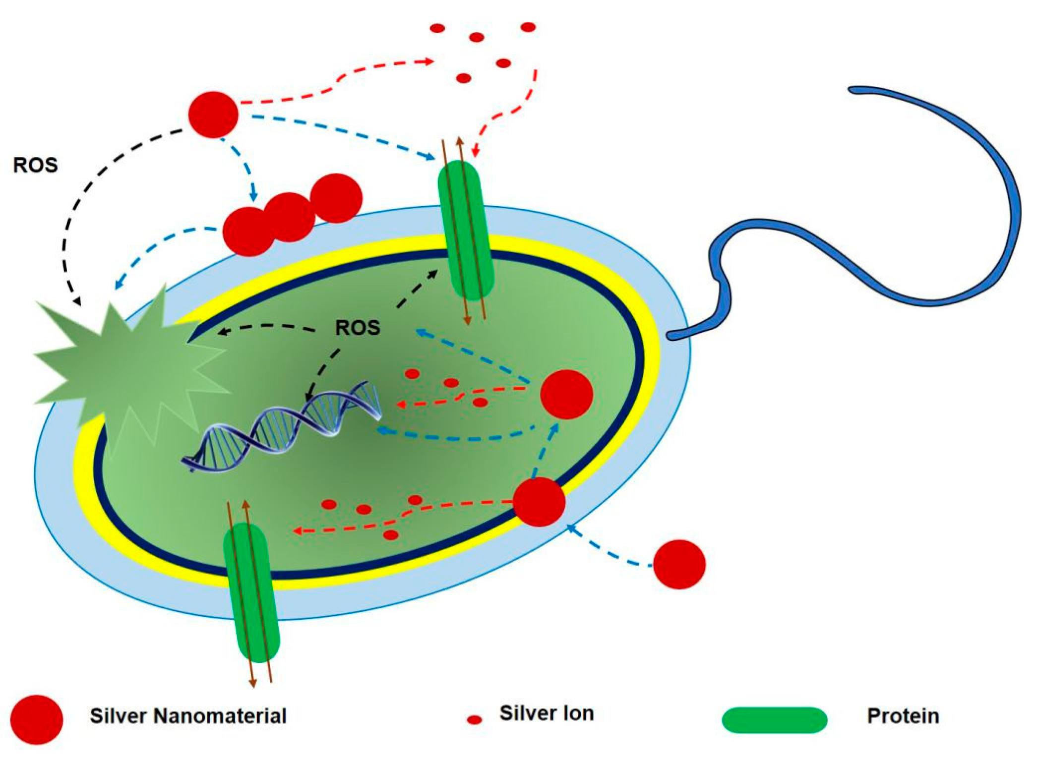 Biology Free FullText Antimicrobial Properties of the Ag, Cu