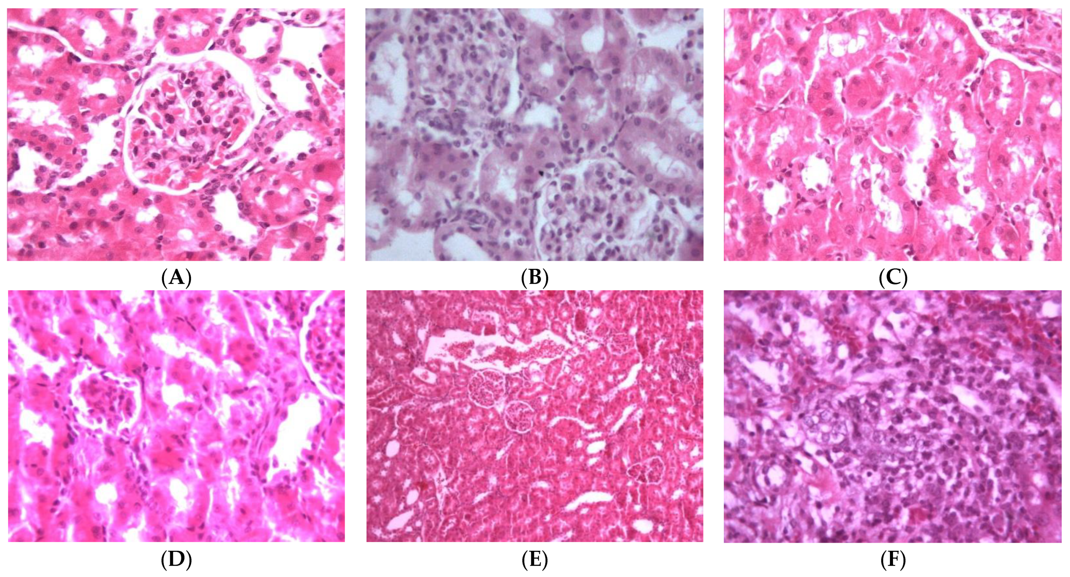 Biology 10 00145 g007 Biology 10 00145 g007