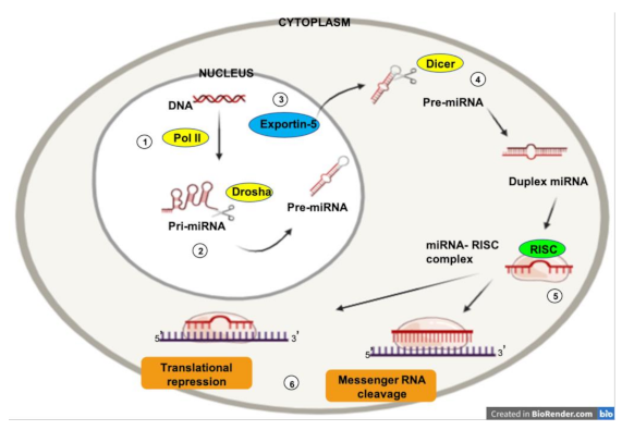 Biology 10 00146 g001
