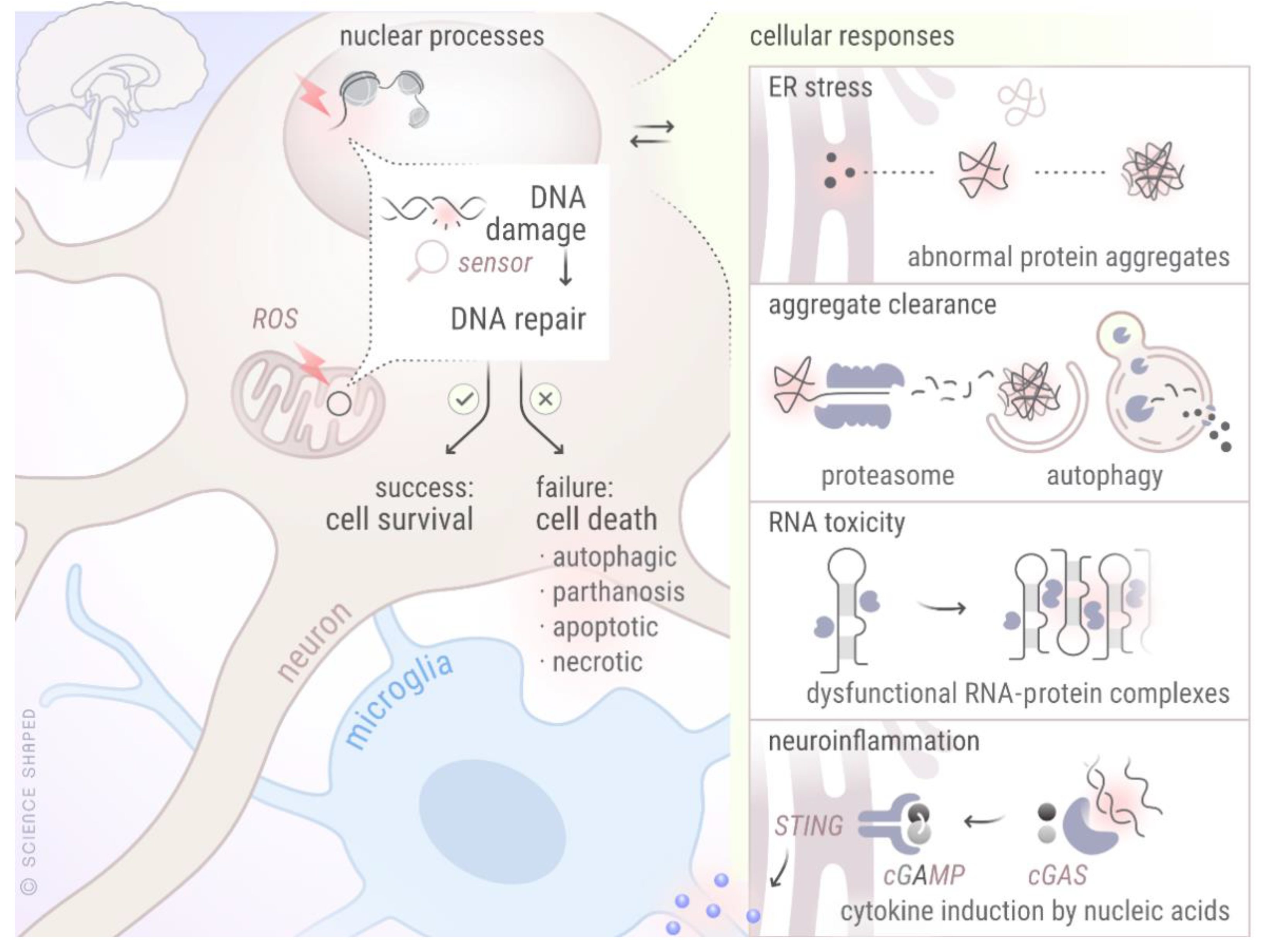 Biology 10 00163 g003