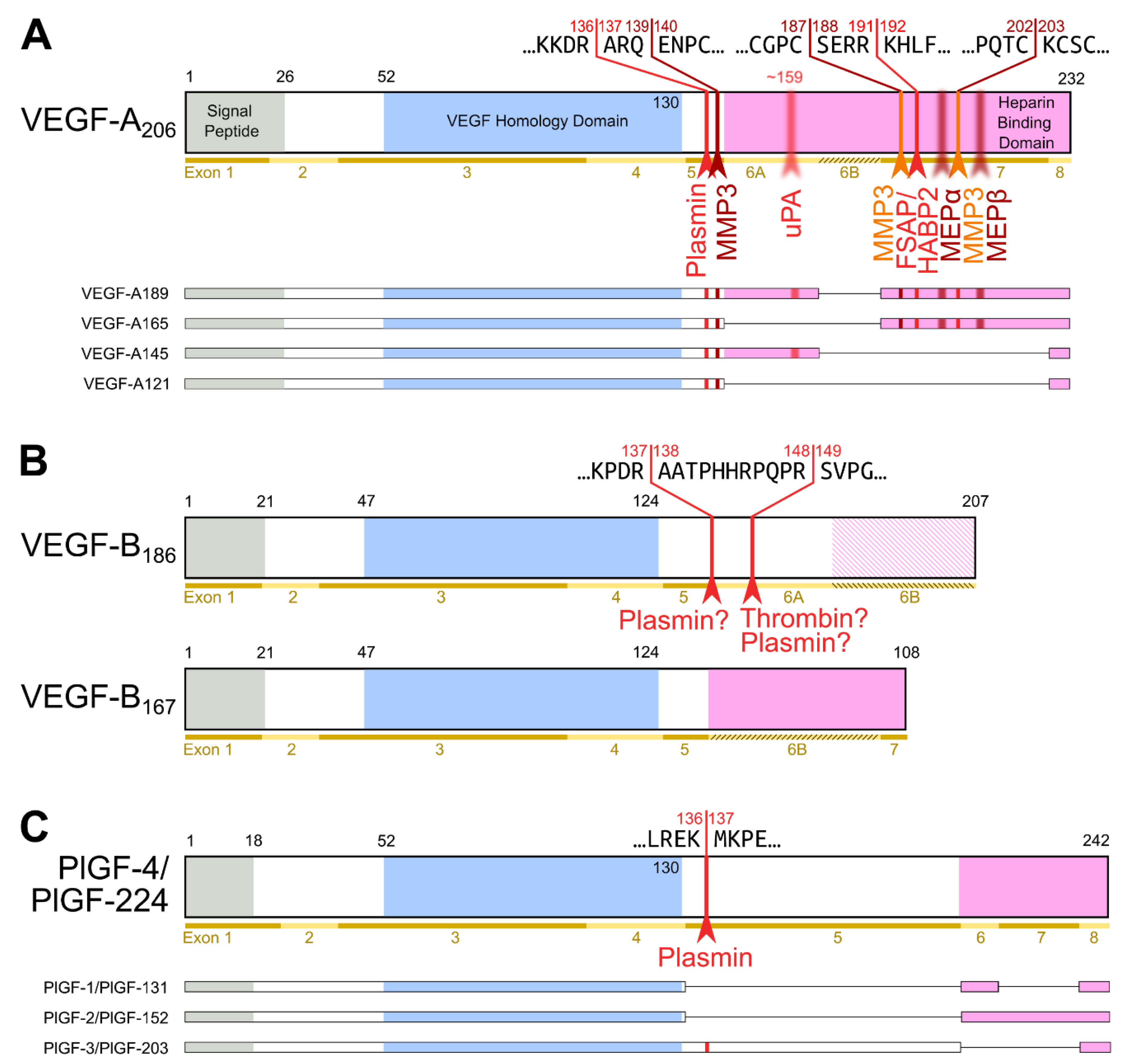 Biology 10 00167 g002 Biology 10 00167 g002