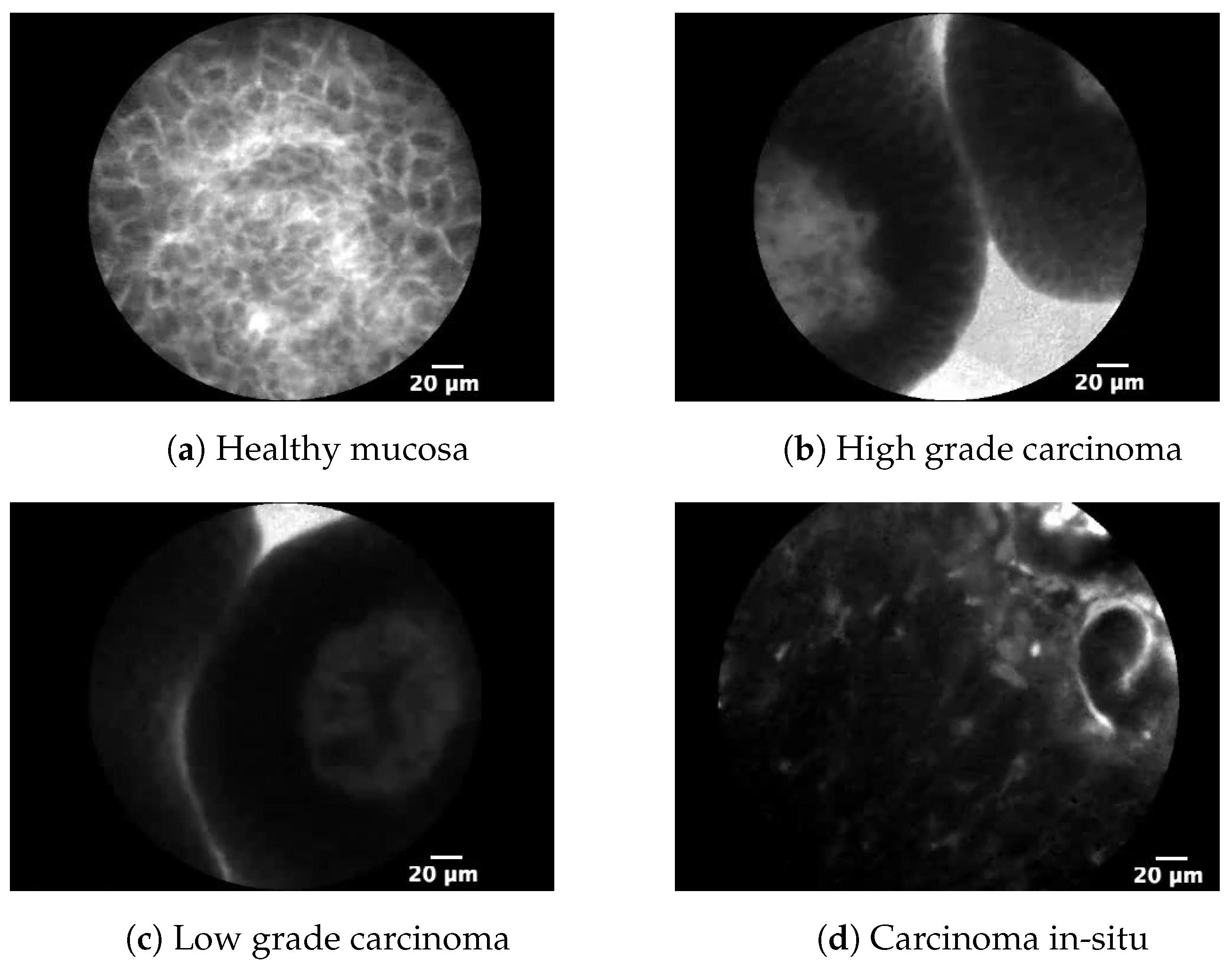 Biology 10 00175 g002 550