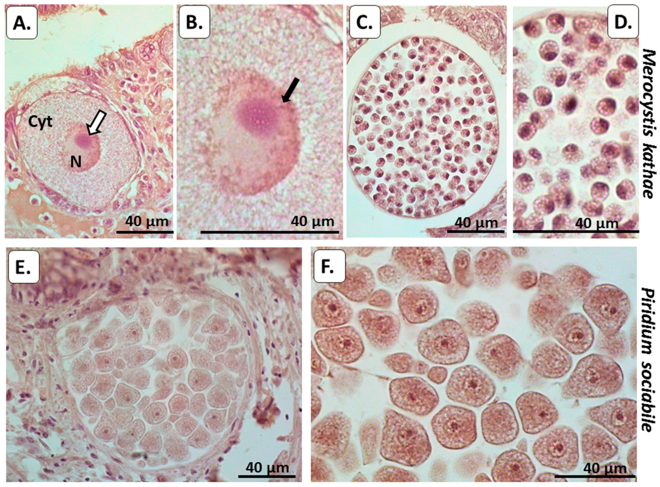 Biology 10 00177 g004 Biology 10 00177 g004