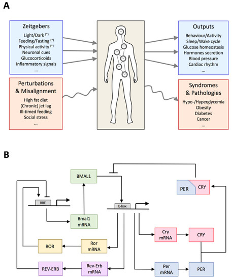 Biology Free Full Text Circadian Misalignment And Metabolic Disorders A Story Of Twisted Clocks Html
