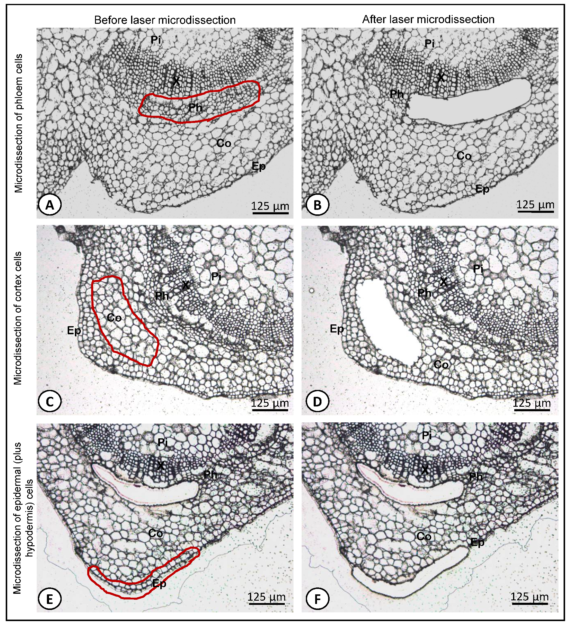 Biology 10 00209 g002 Biology 10 00209 g002