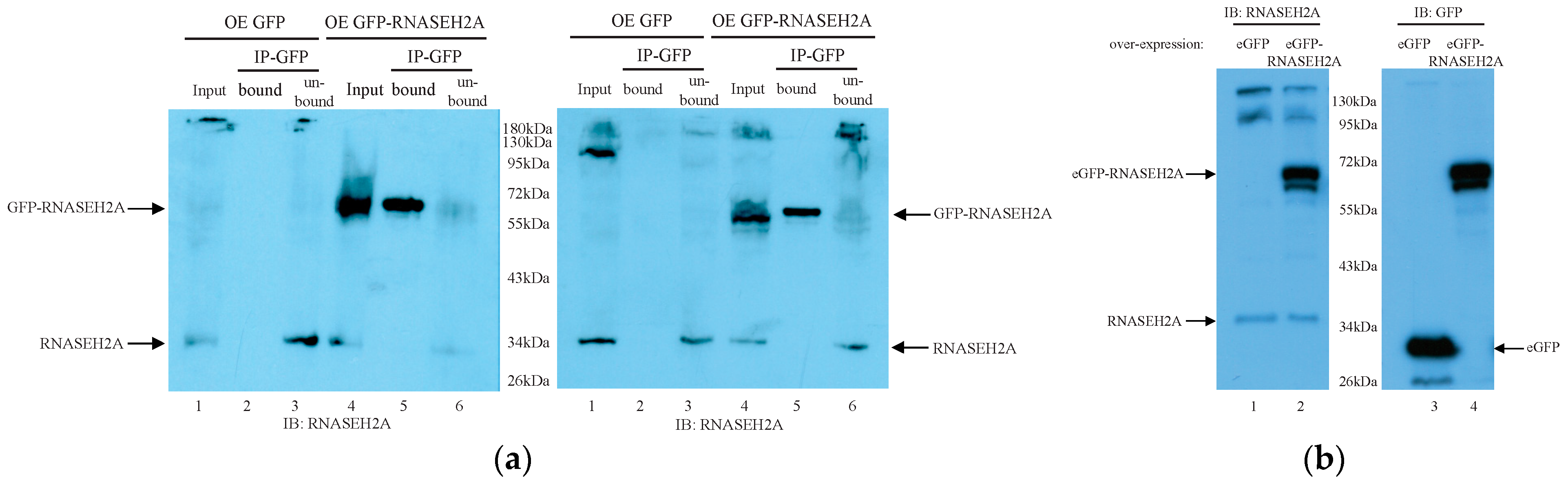 Biology 10 00221 g004 Biology 10 00221 g004