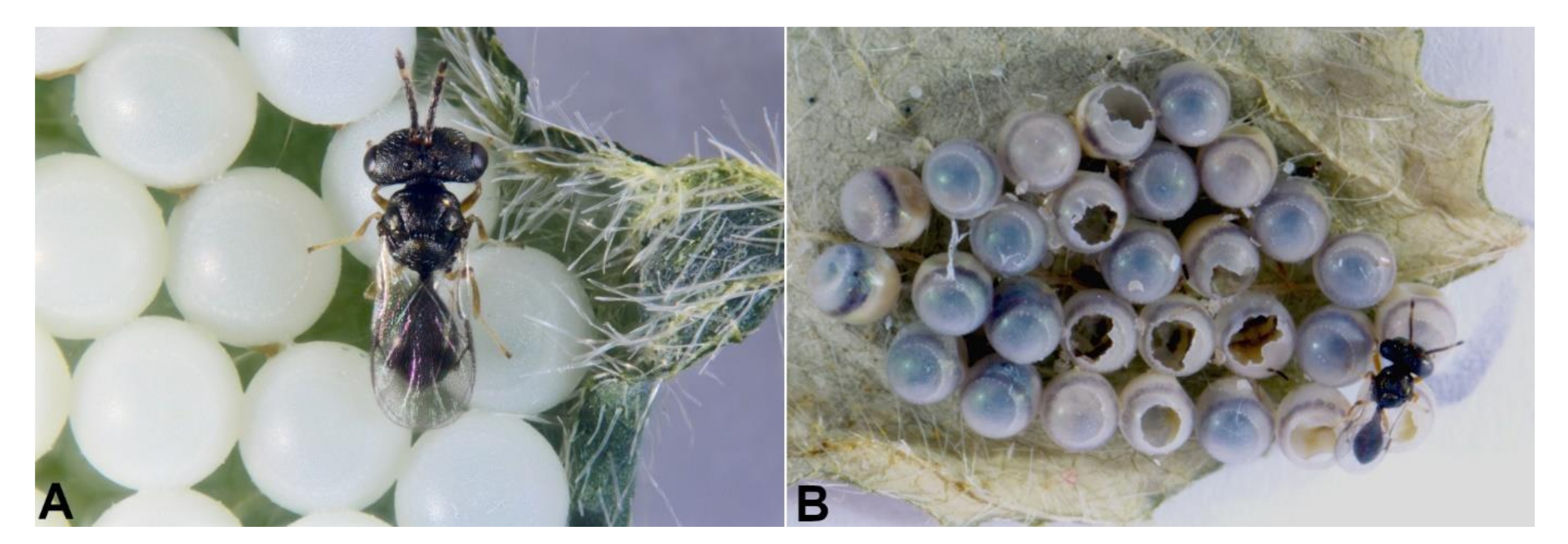 Biology 10 00229 g002 Biology 10 00229 g002