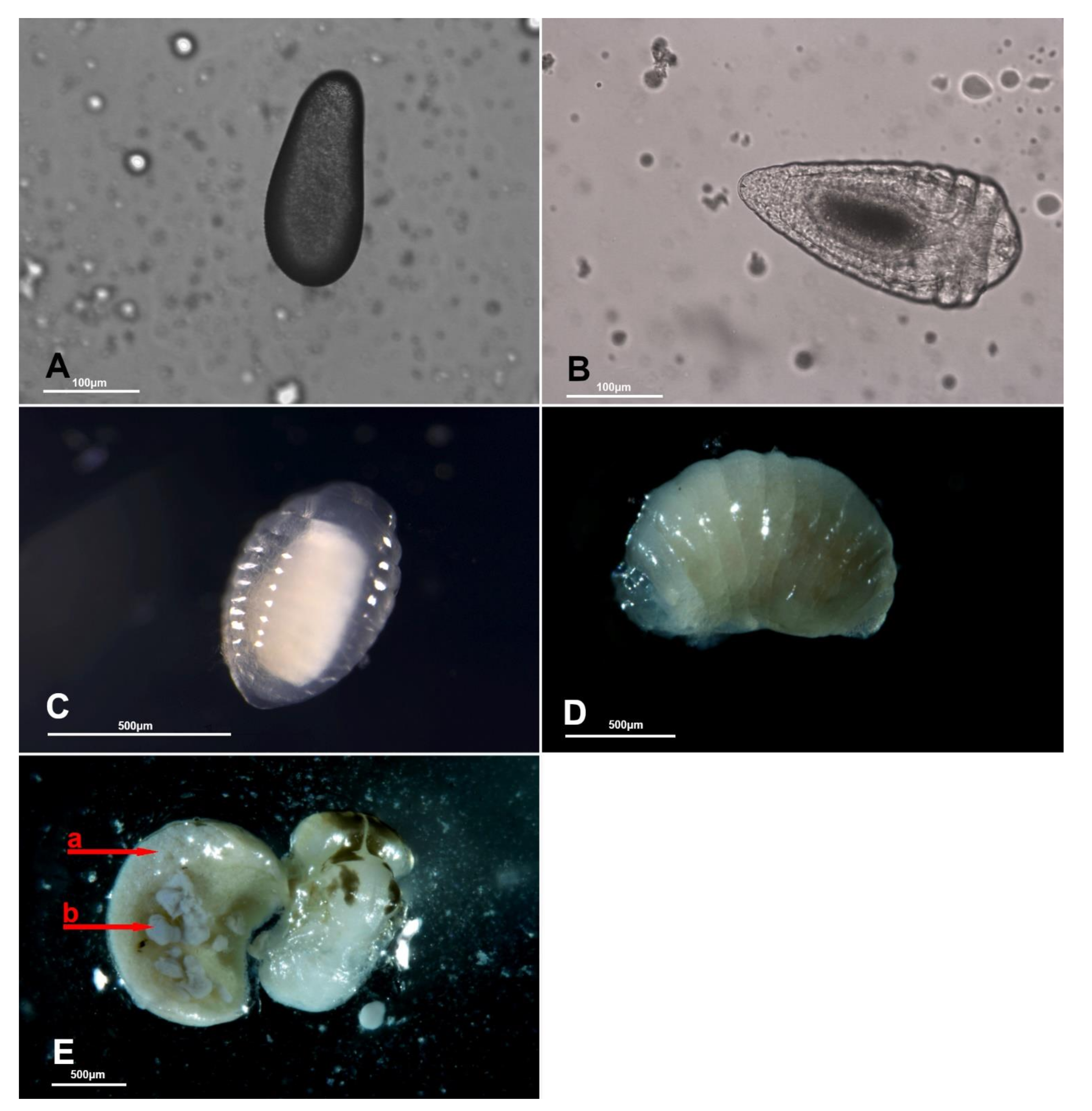 Biology 10 00229 g004 Biology 10 00229 g004