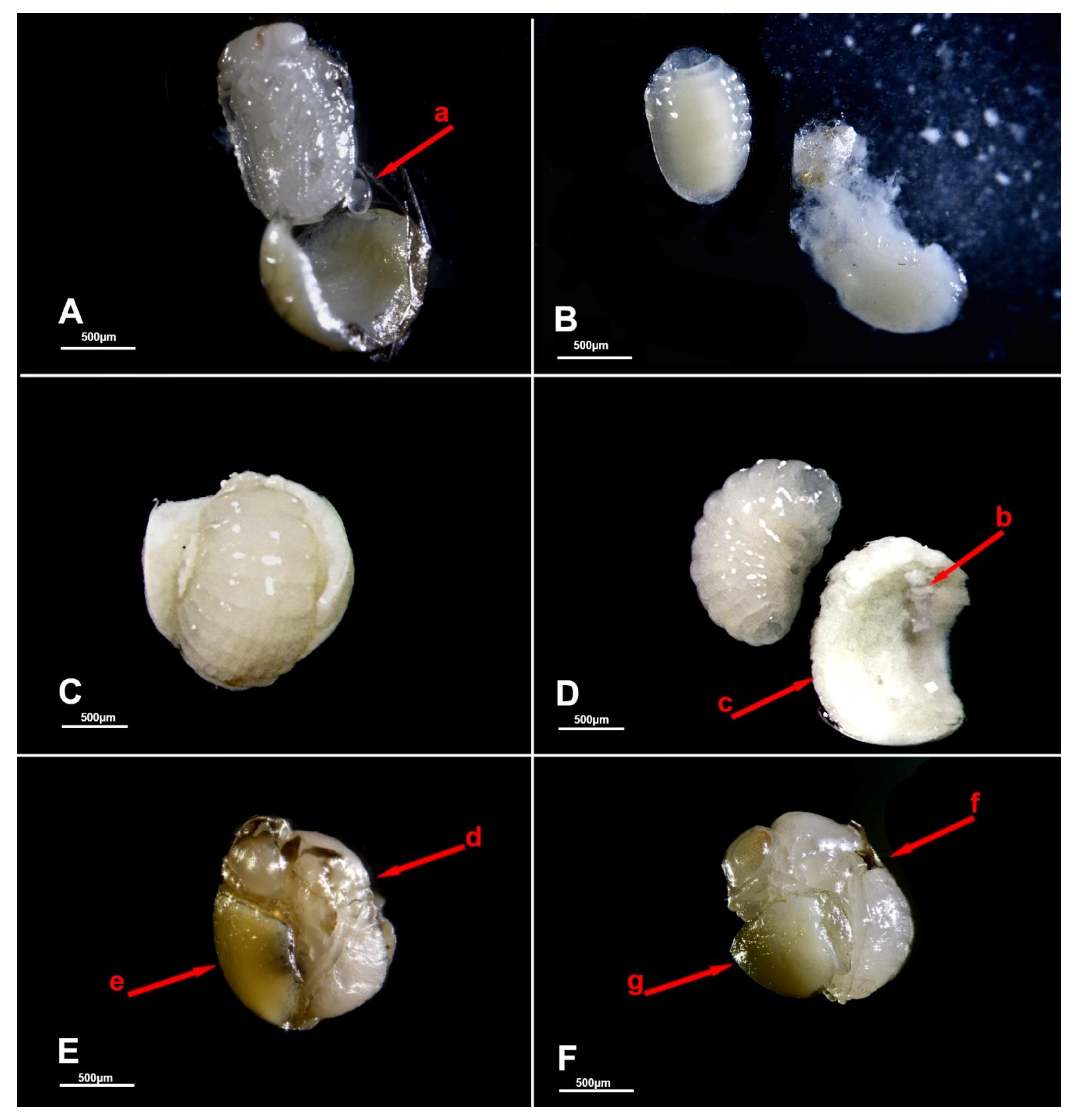 Biology 10 00229 g005 Biology 10 00229 g005