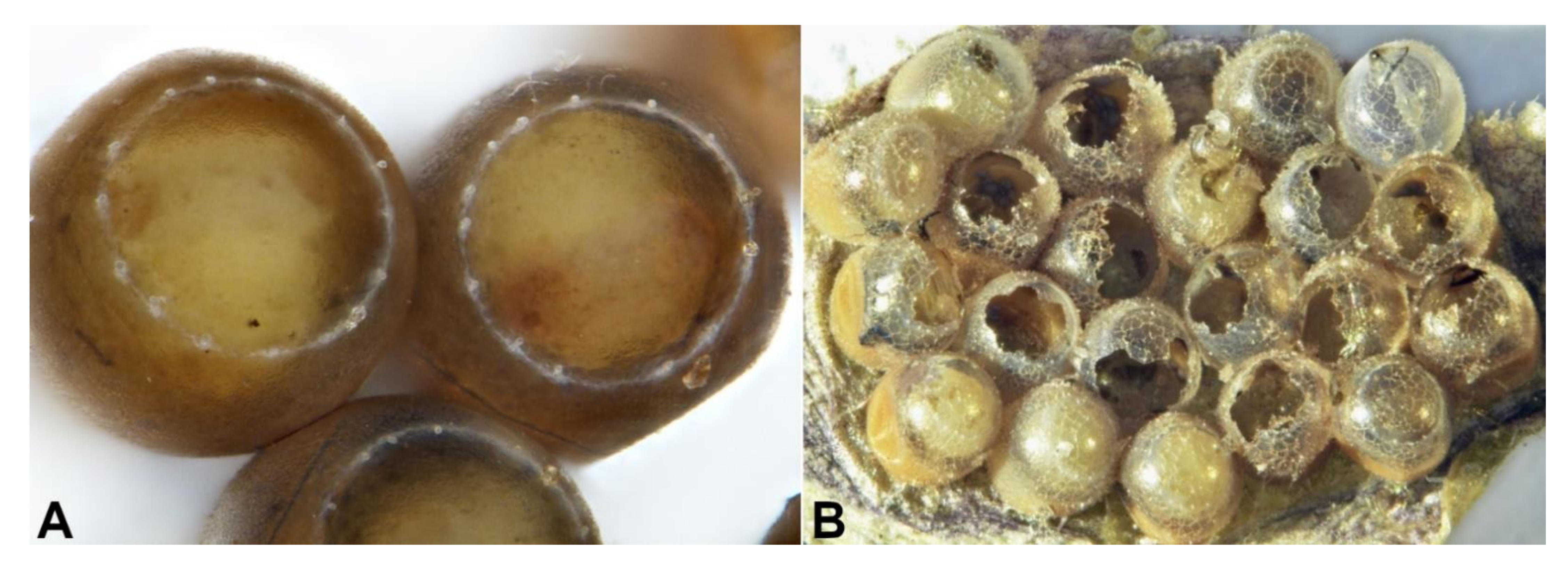 Biology 10 00229 g006 Biology 10 00229 g006