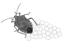 Biology 10 00229 i001 Biology 10 00229 i001