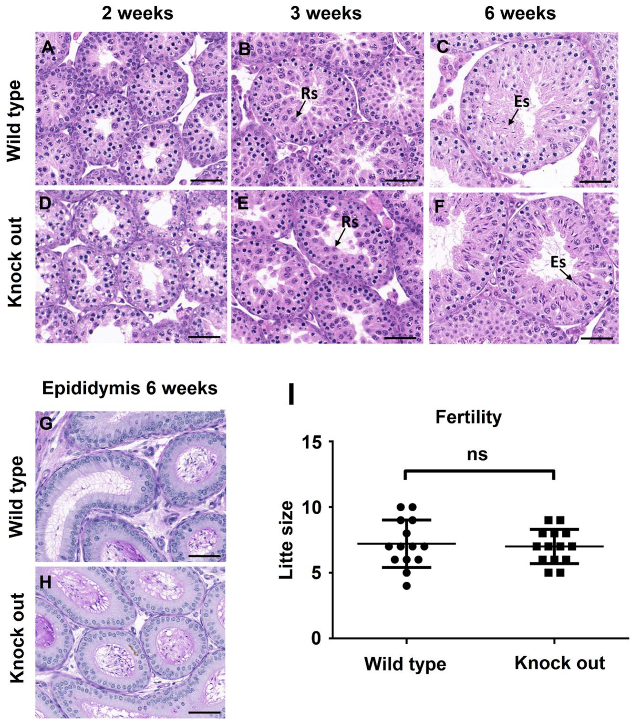 Biology 10 00234 g003 Biology 10 00234 g003