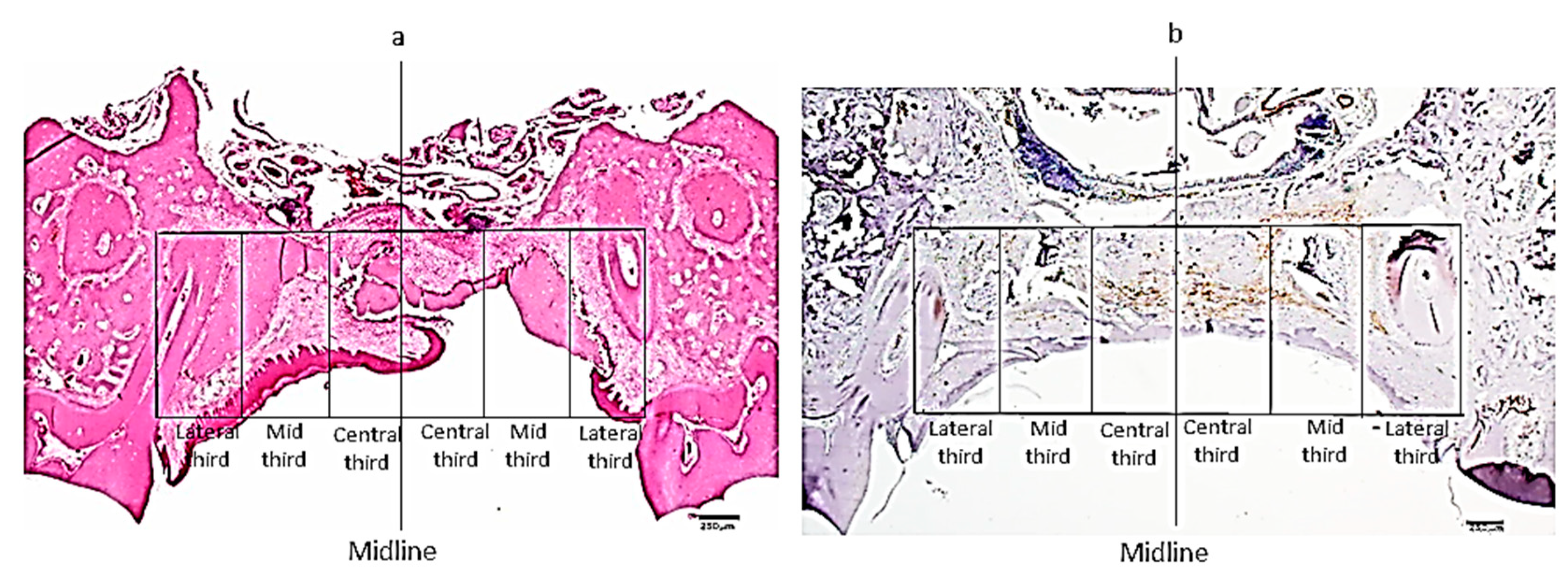 Biology 10 00240 g002
