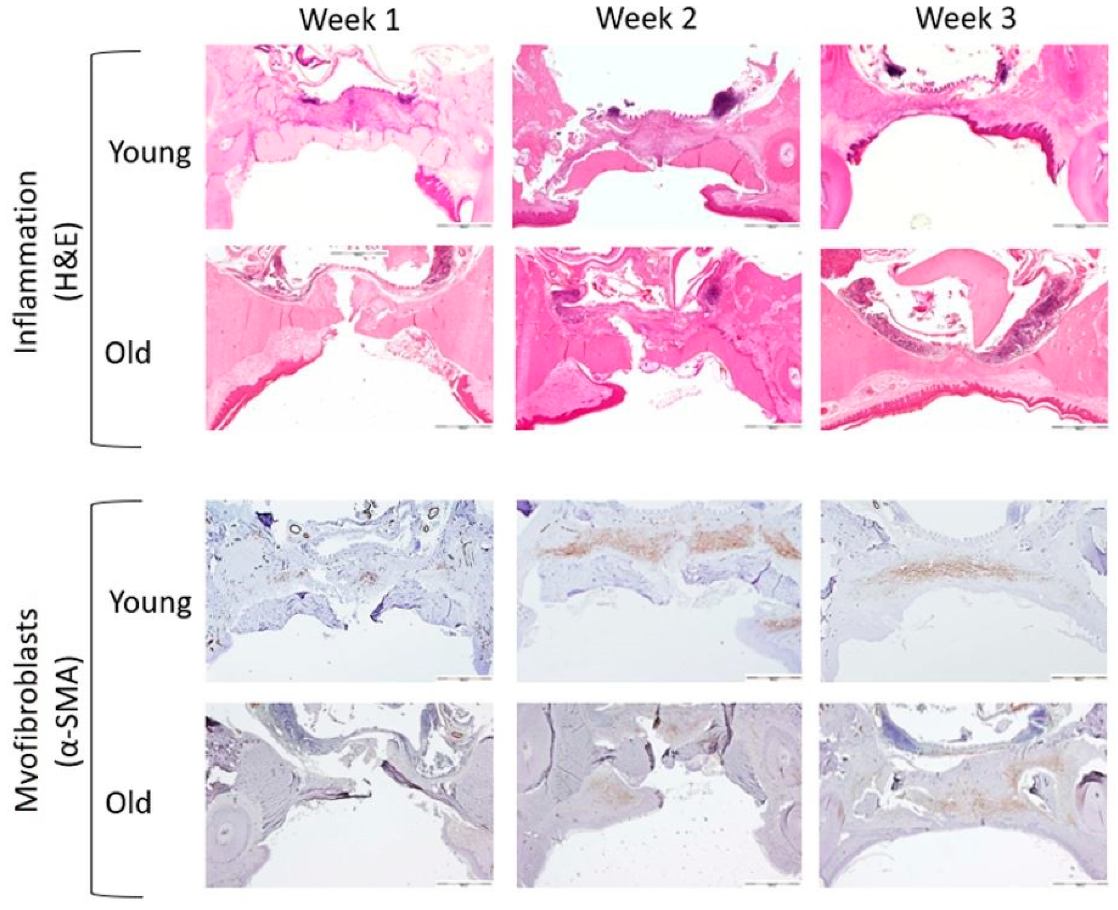 Biology 10 00240 g007
