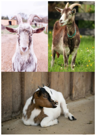 Union: Forget robots; goats take over