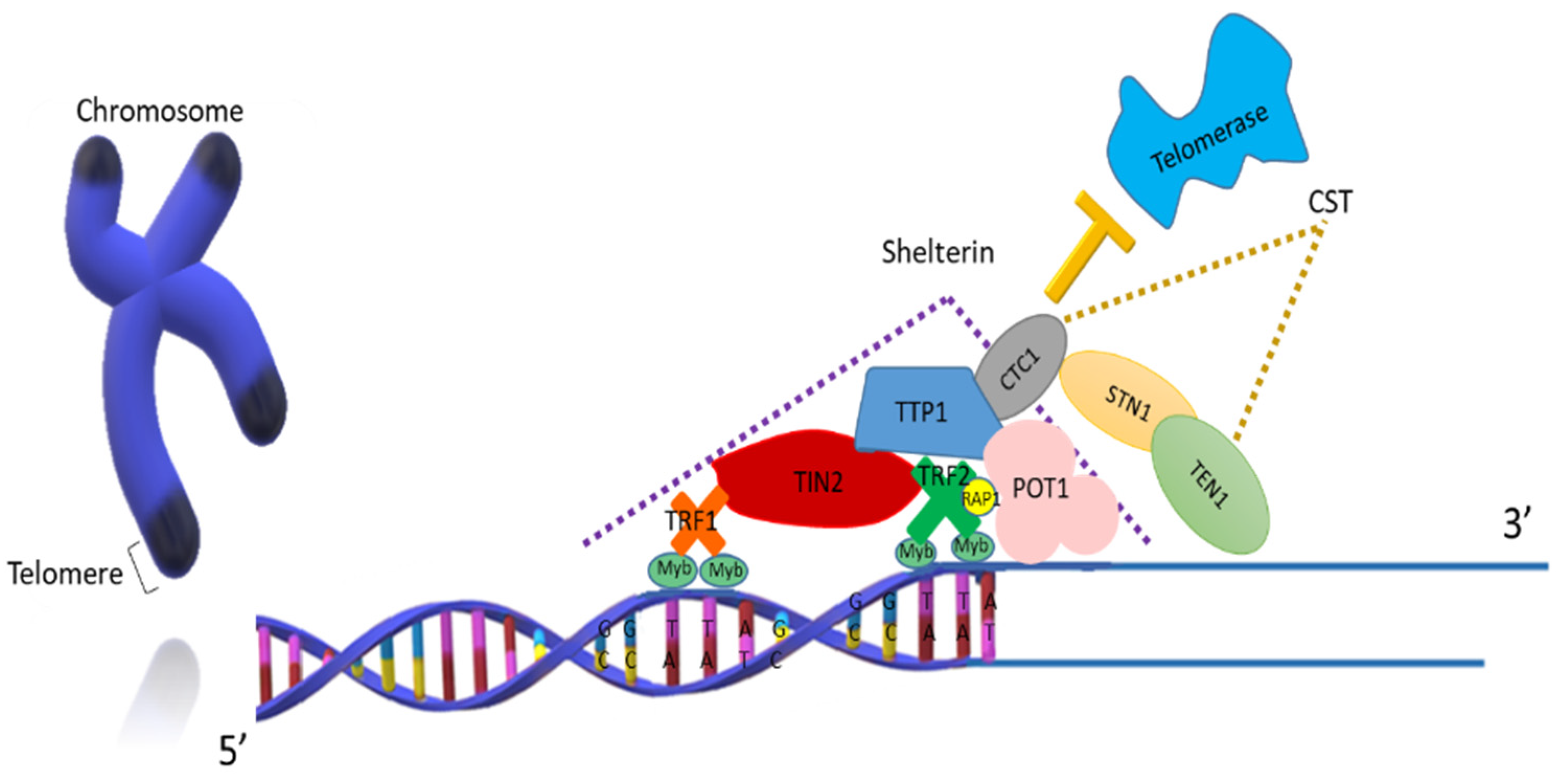 tri magnézium biogenezis anti aging