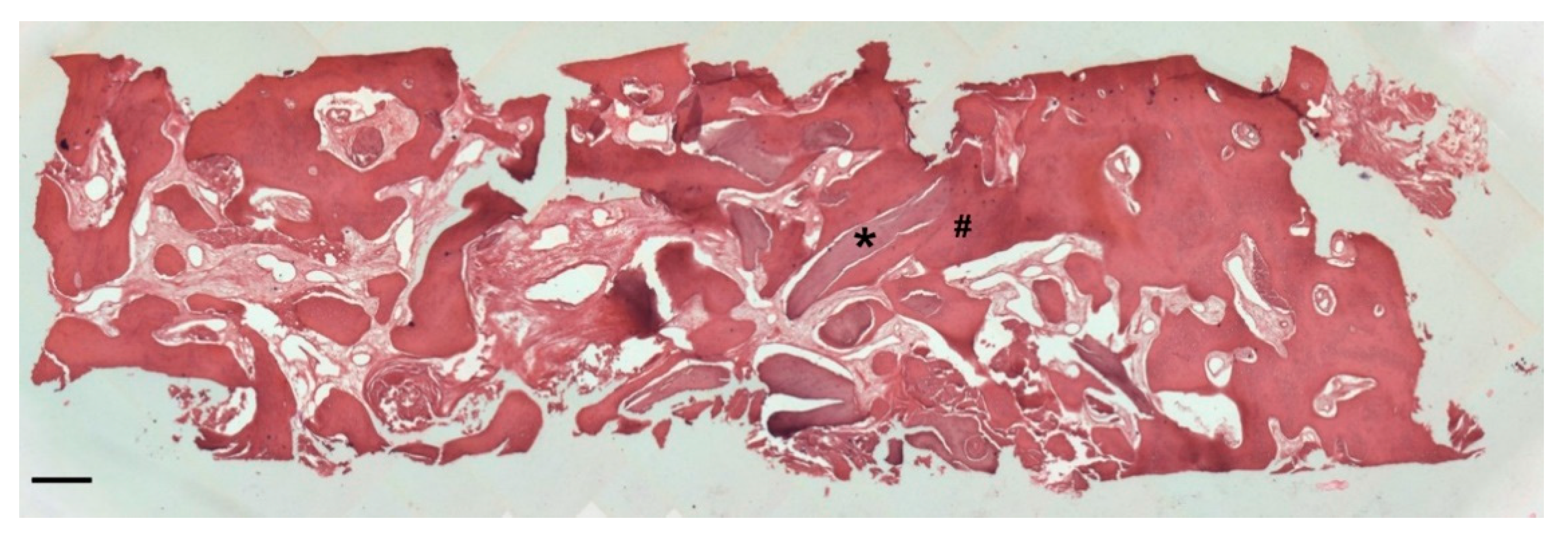 Biology 10 00262 g011 Biology 10 00262 g011