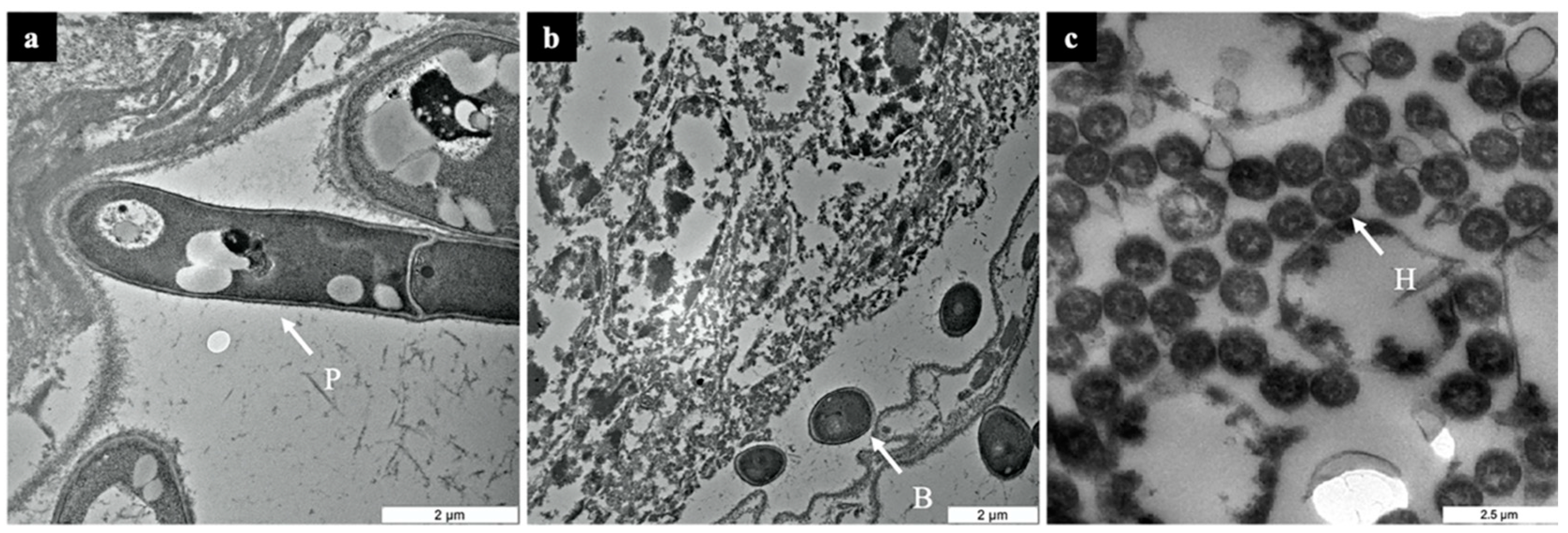 Biology 10 00263 g002 Biology 10 00263 g002