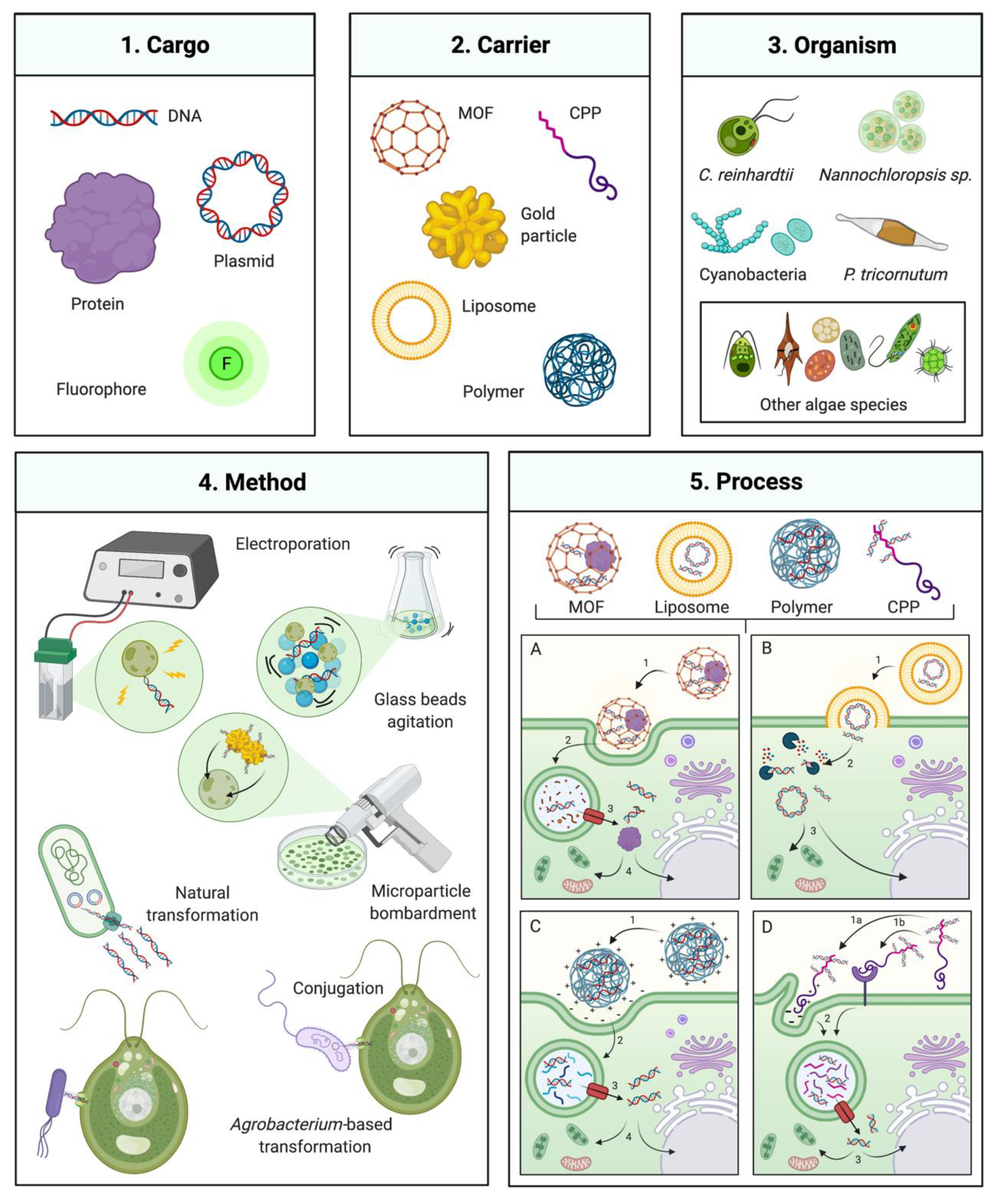 Biology 10 00265 g001 Biology 10 00265 g001