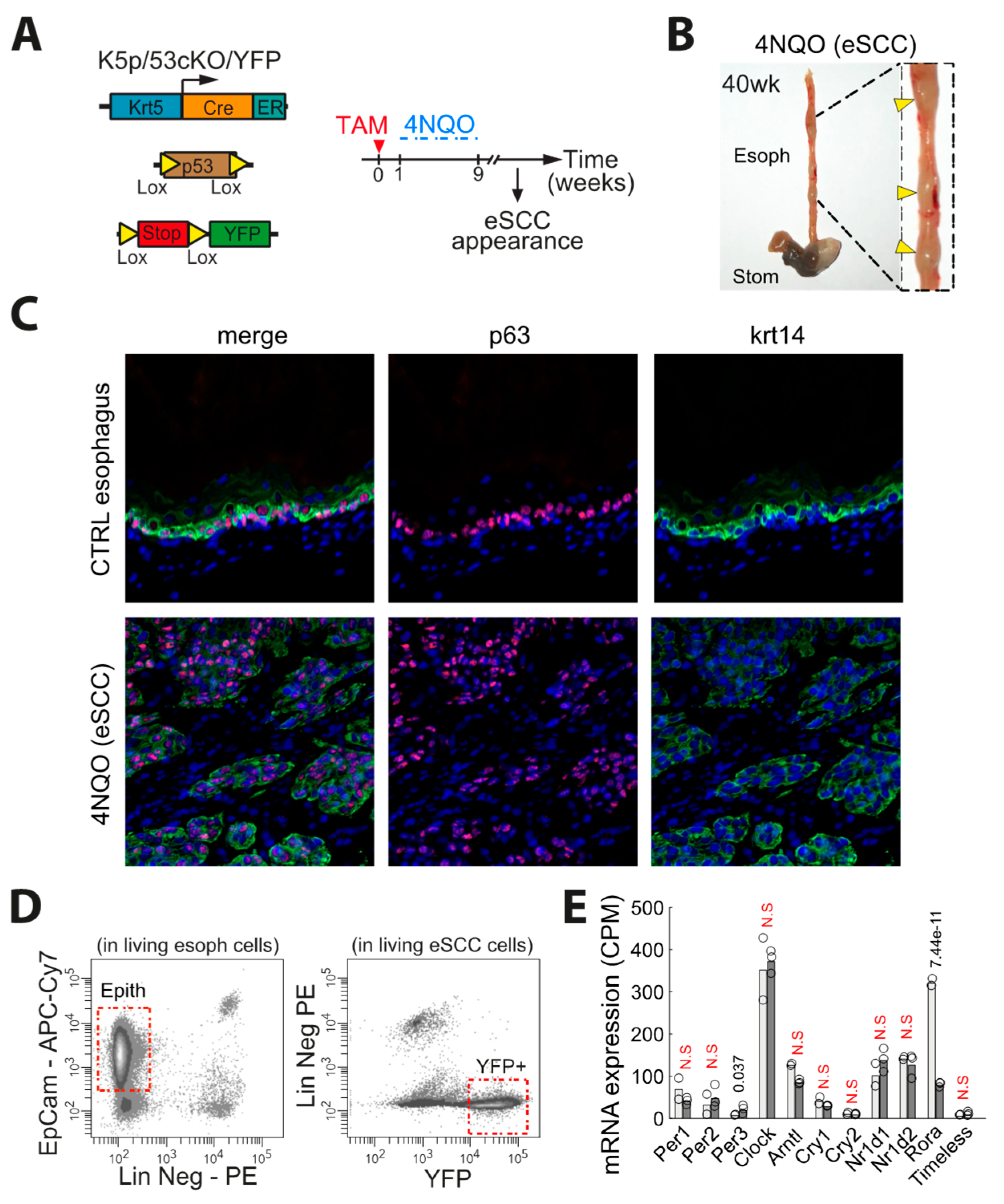 Biology 10 00266 g005 Biology 10 00266 g005