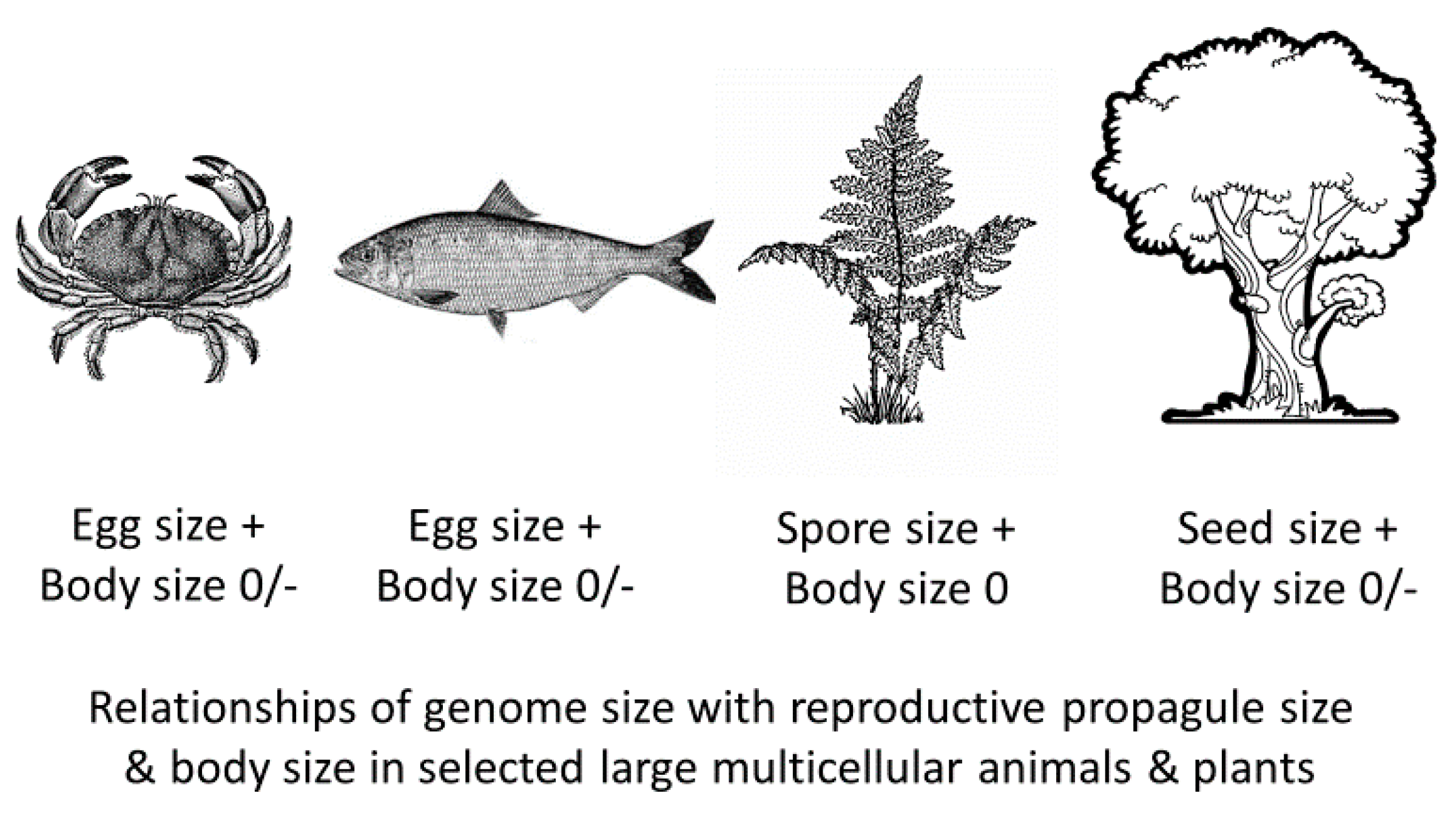 Biology 10 00270 g004 Biology 10 00270 g004