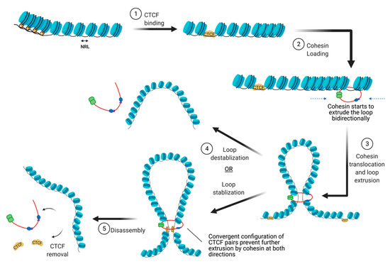 Biology 10 00272 g003 550