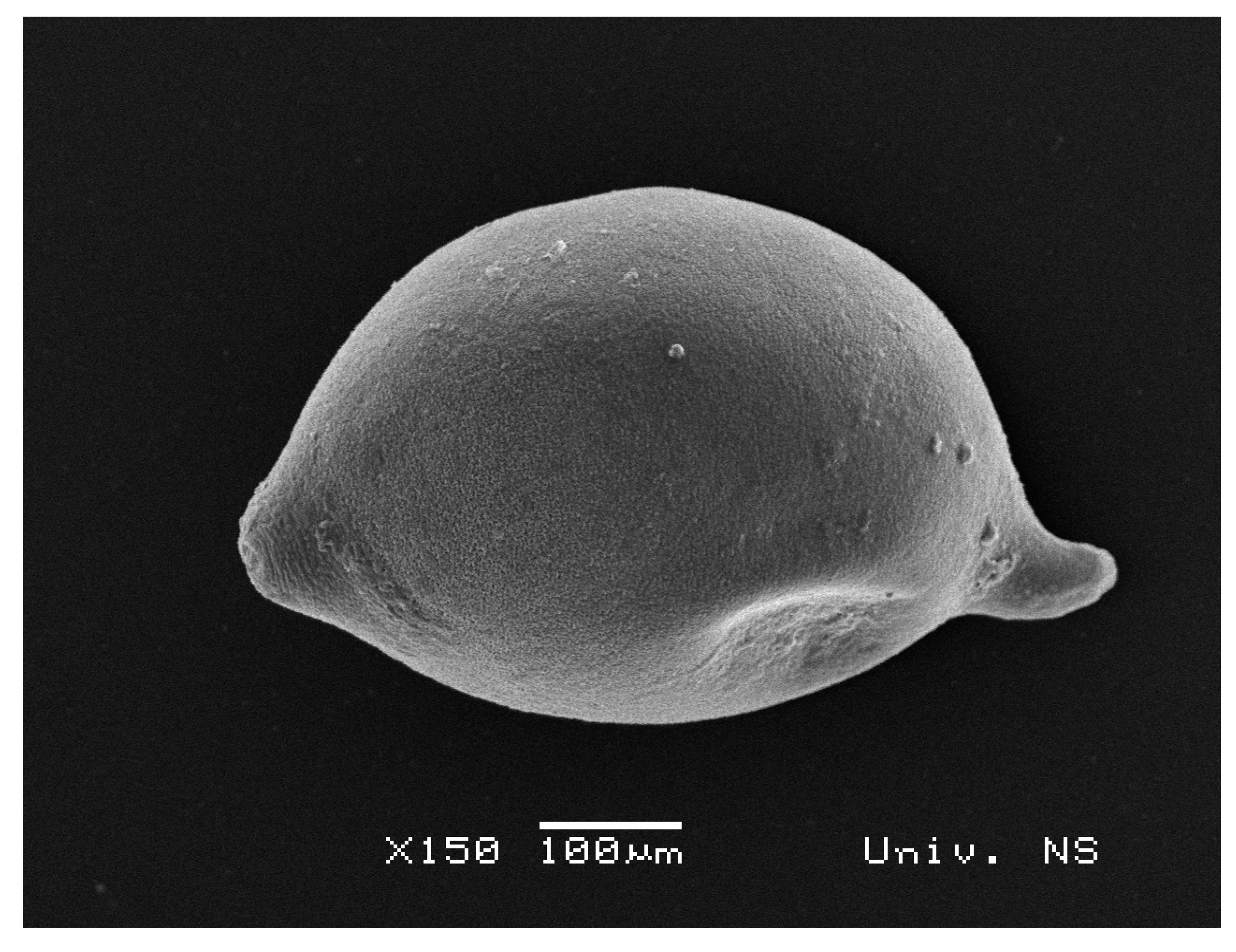 Biology 10 00283 g001