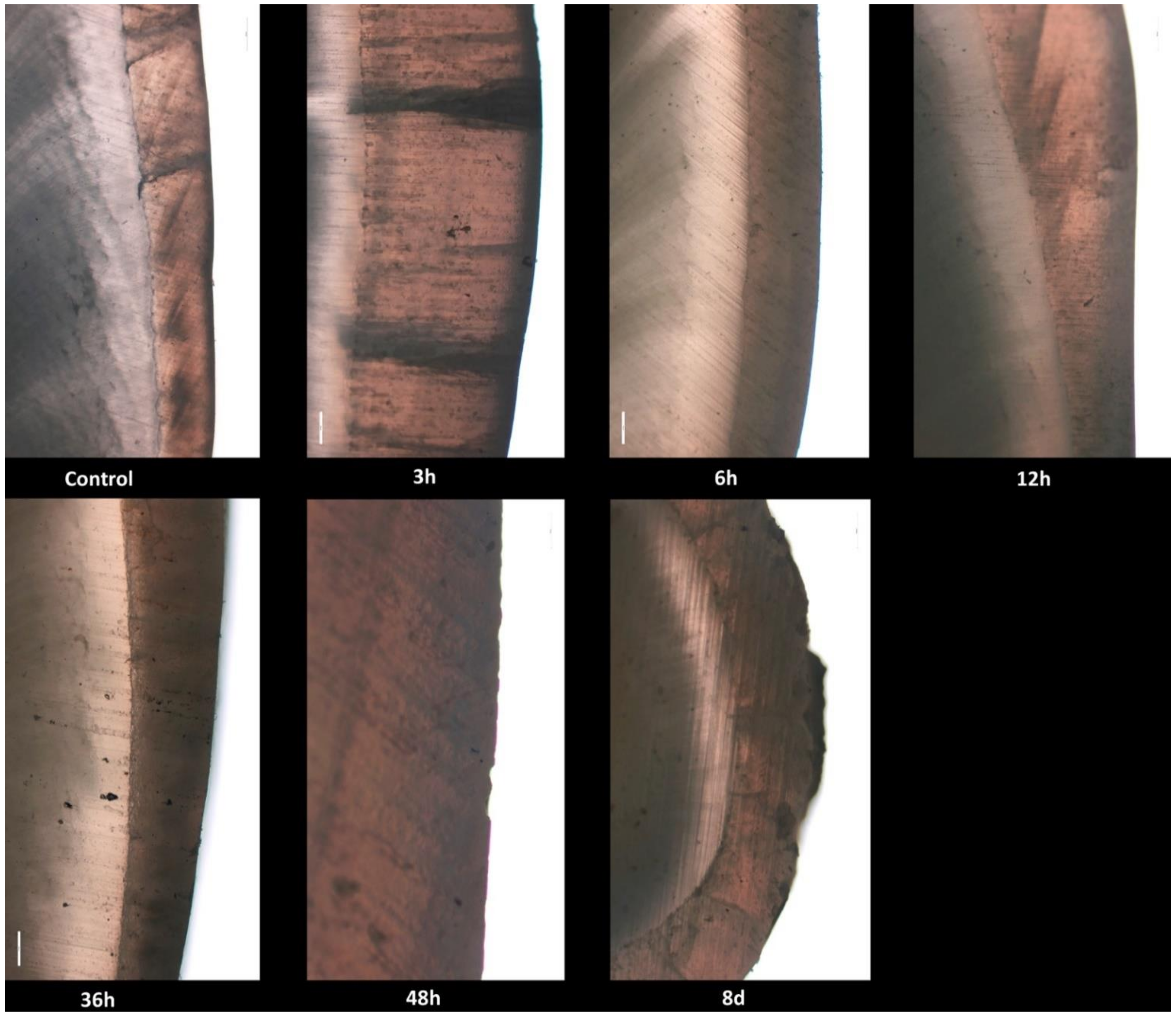 Biology 10 00284 g001 Biology 10 00284 g001