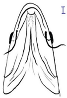 Biology 10 00286 i002