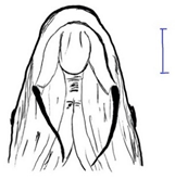 Biology 10 00286 i005