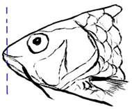 Biology 10 00286 i007