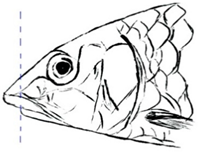 Biology 10 00286 i022