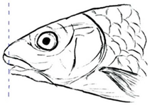 Biology 10 00286 i025