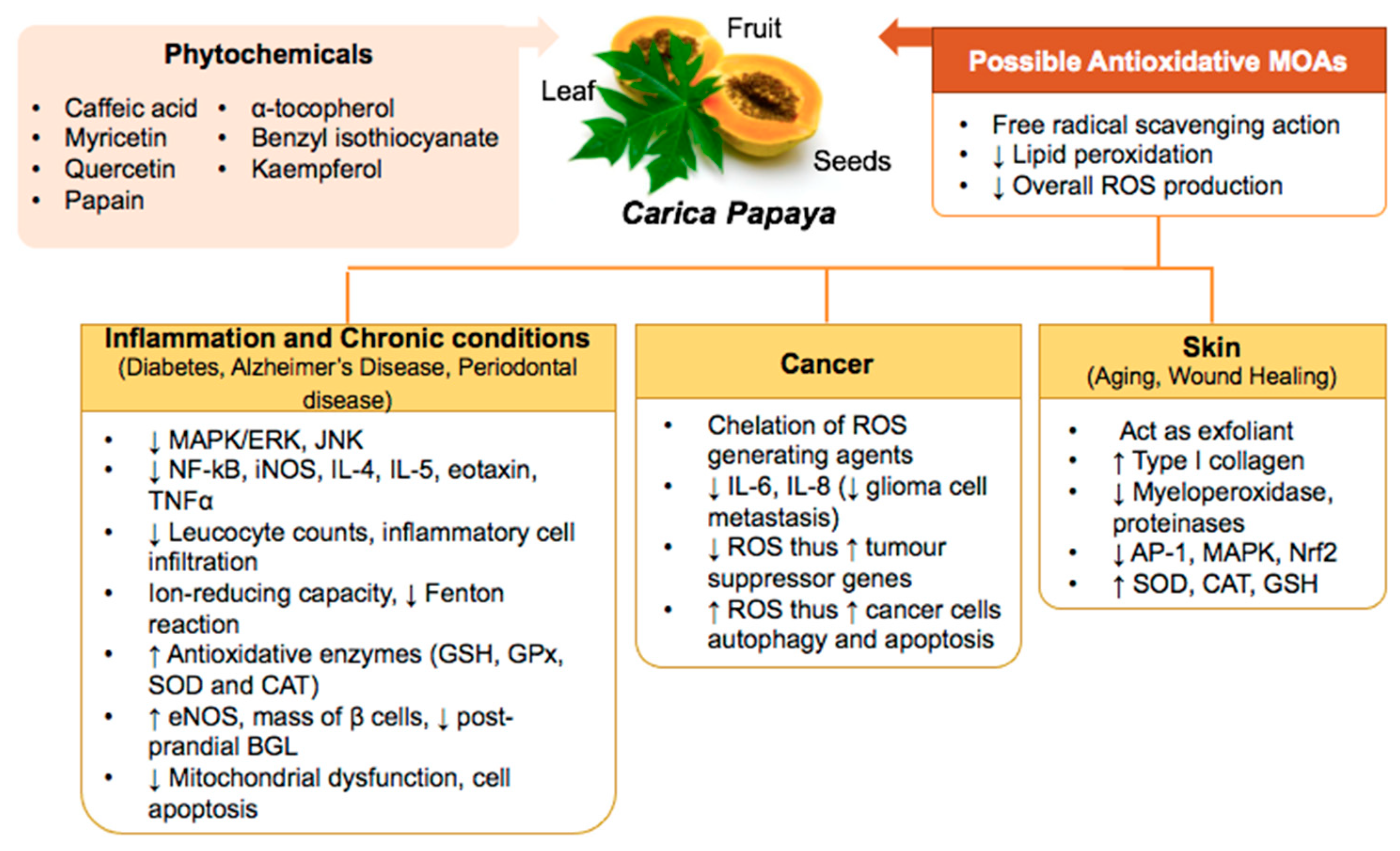 Full article: Selection of optimal ripening stage of papaya fruit (Carica  papaya L.) and vacuum frying conditions for chips making