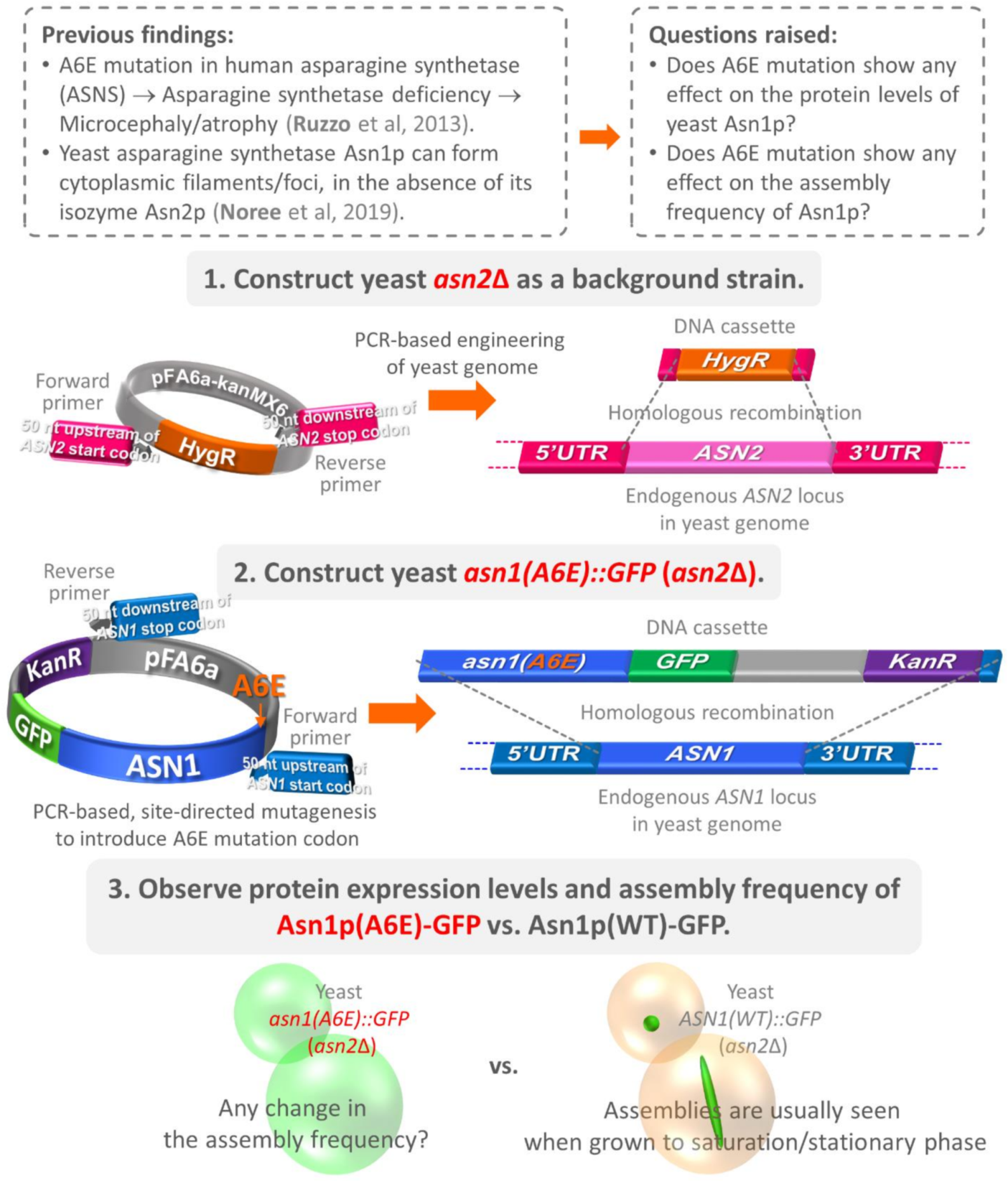 Biology 10 00294 g001