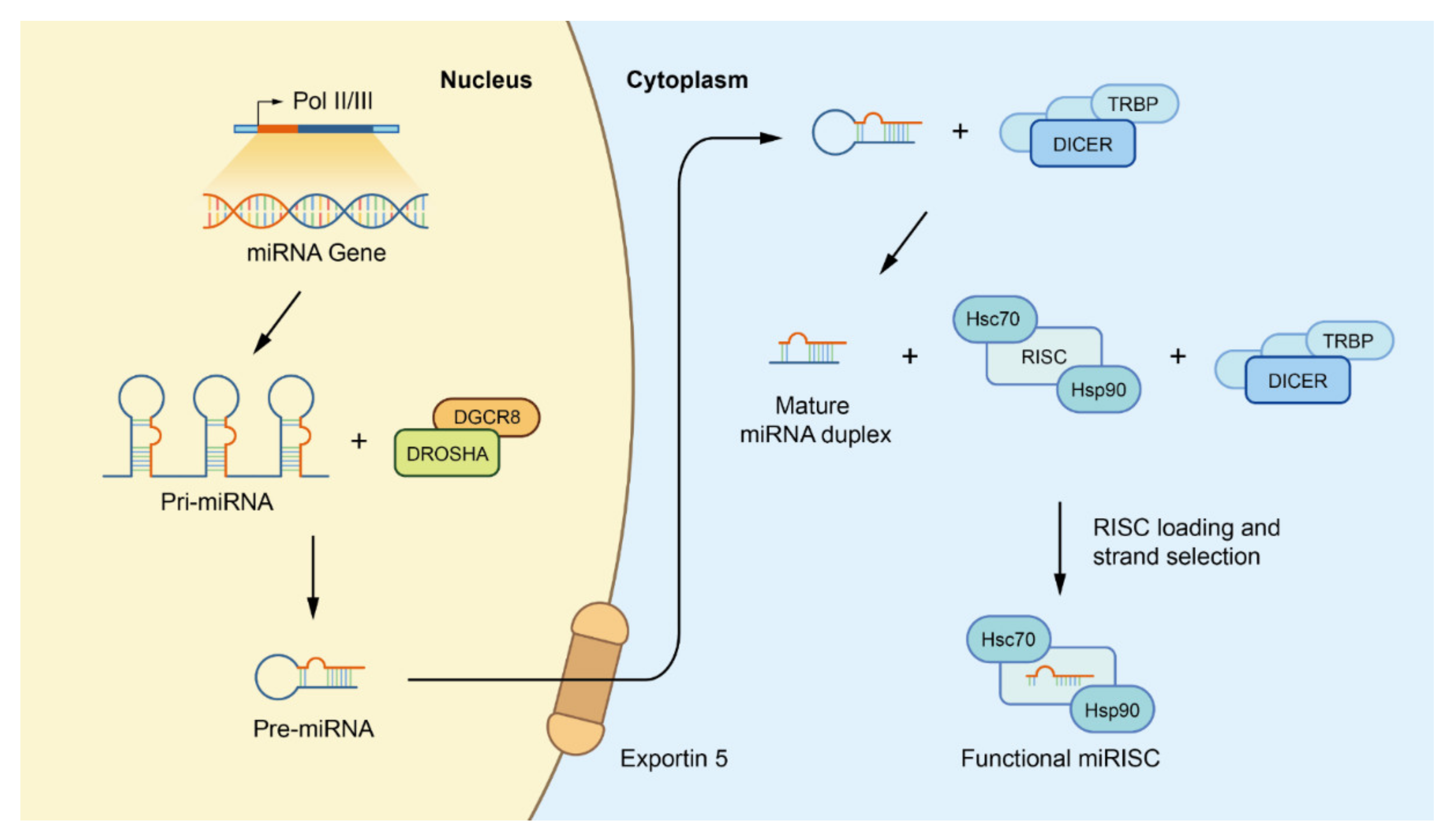 Biology | Free Full-Text | Exosomal microRNAs: Pleiotropic Impacts 