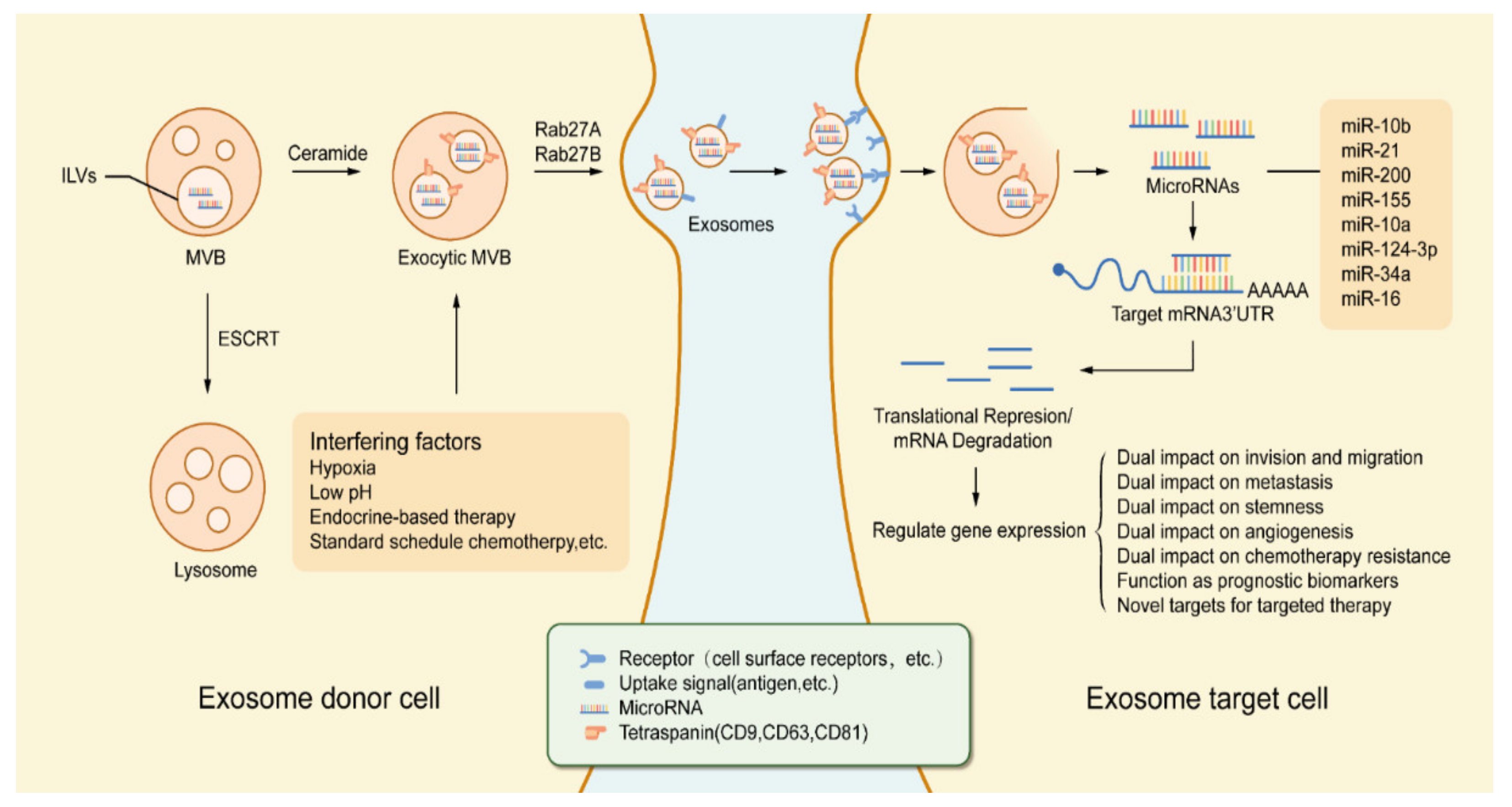 Exosomal microRNAs: Pleiotropic Impacts on Breast Cancer