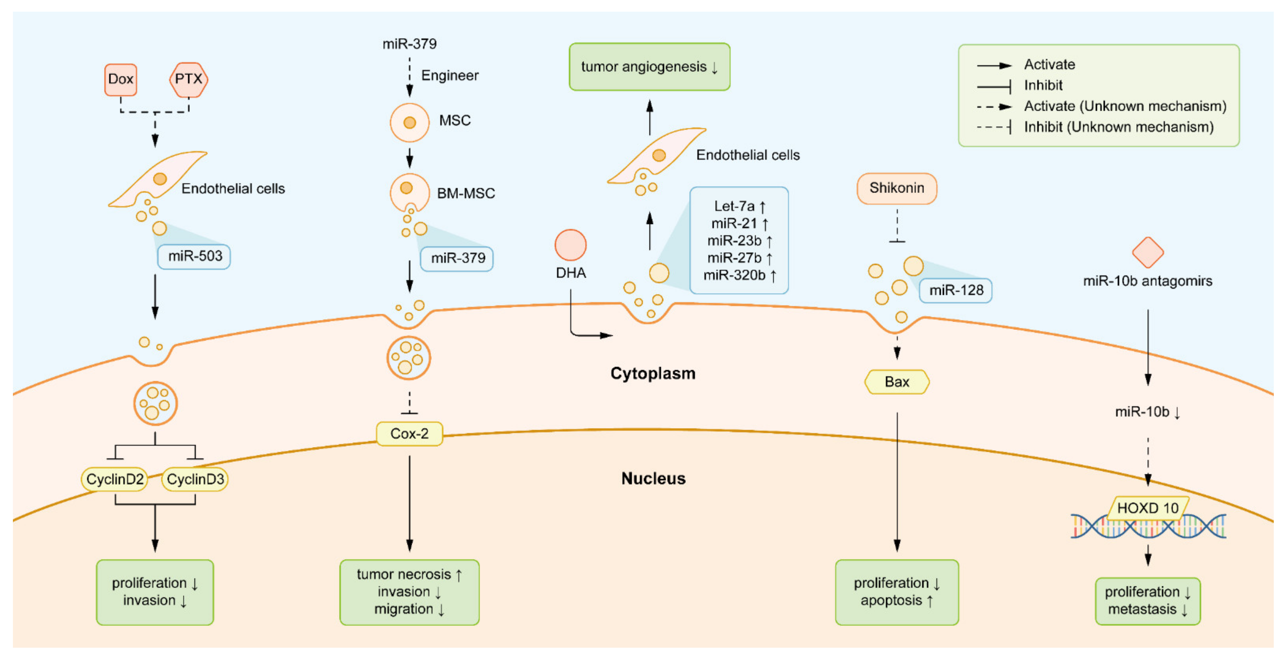 Biology | Free Full-Text | Exosomal microRNAs: Pleiotropic Impacts Biology | Free Full-Text | Exosomal microRNAs: Pleiotropic Impacts