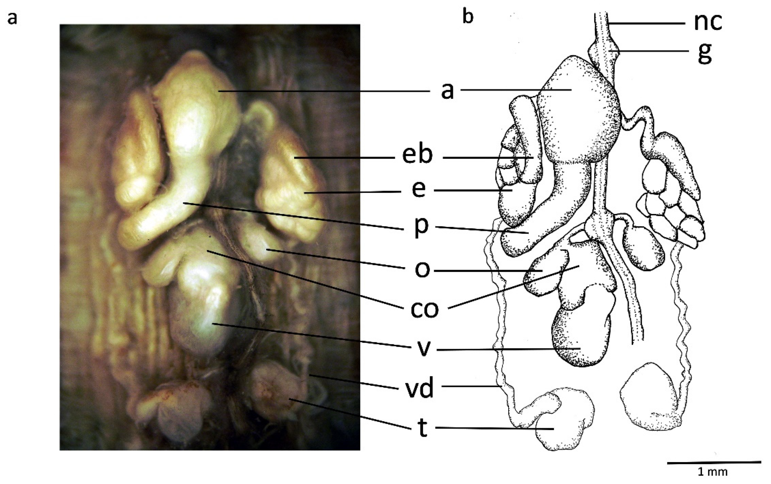 Biology 10 00315 g006 Biology 10 00315 g006