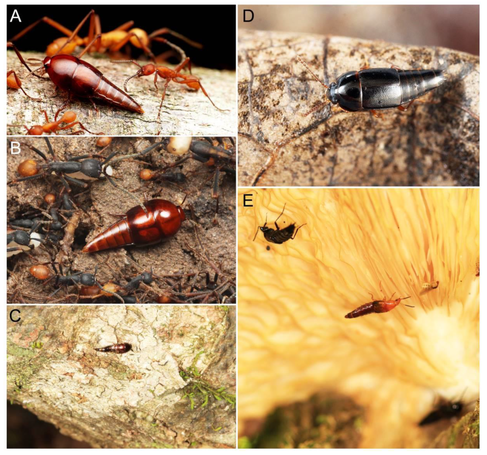 This Ant Species May Support a Controversial Theory on Evolution