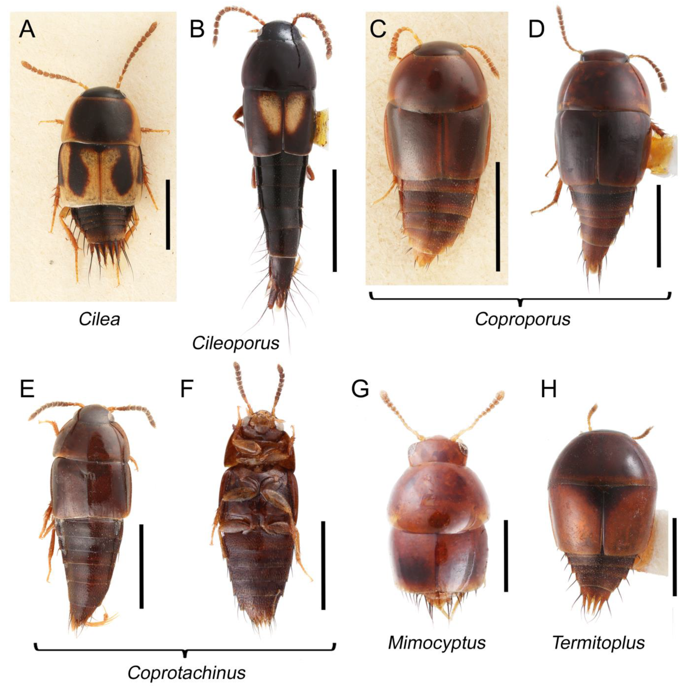 Biology 10 00323 g021