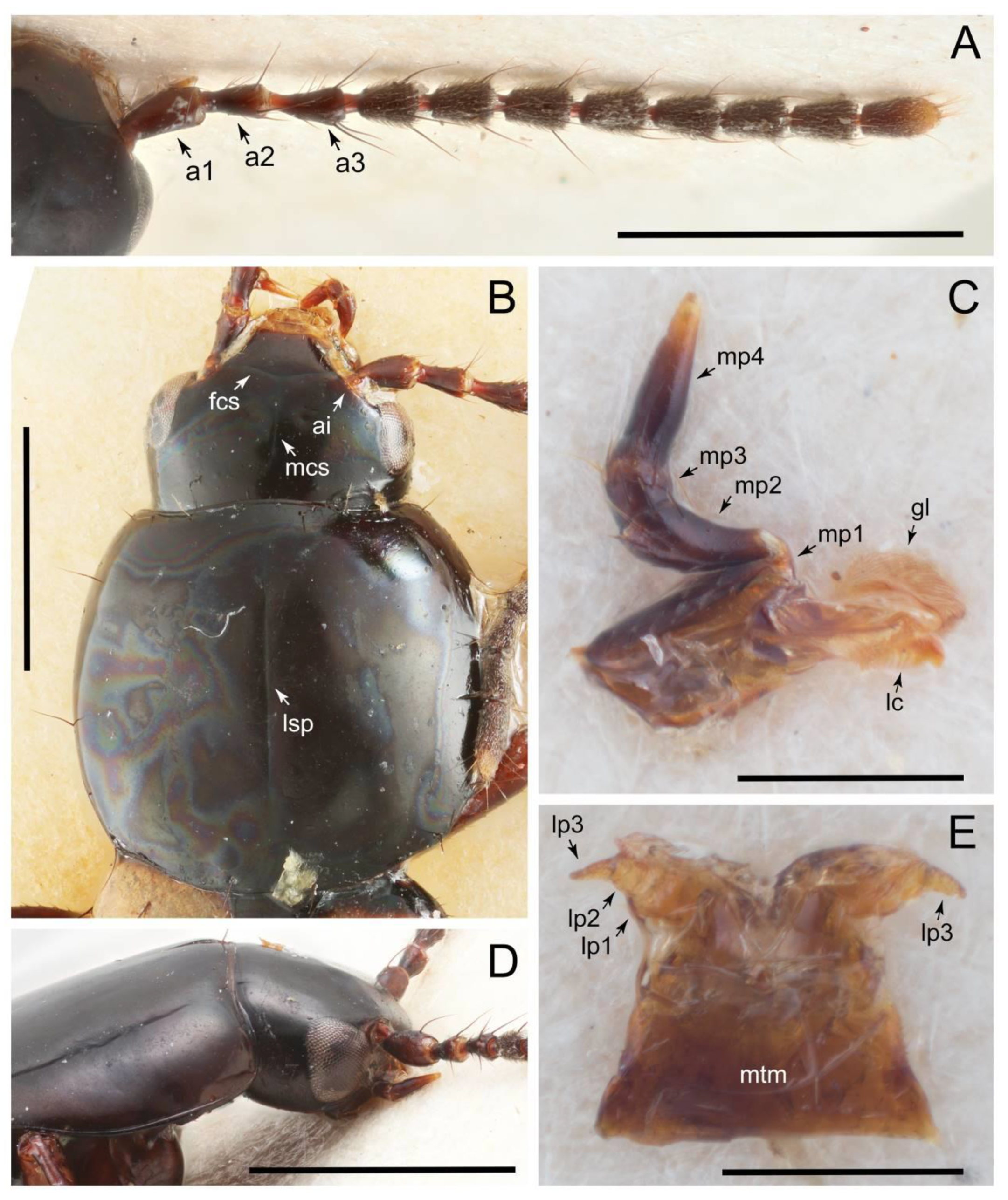 Biology 10 00323 g037
