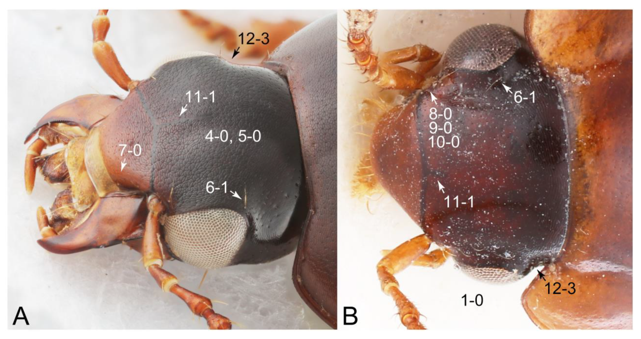 Biology 10 00323 g050