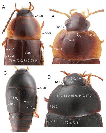 Biology Free Full Text Tachyporinae Revisited Phylogeny Evolution And Higher Classification Based On Morphology With Recognition Of A New Rove Beetle Subfamily Coleoptera Staphylinidae Html