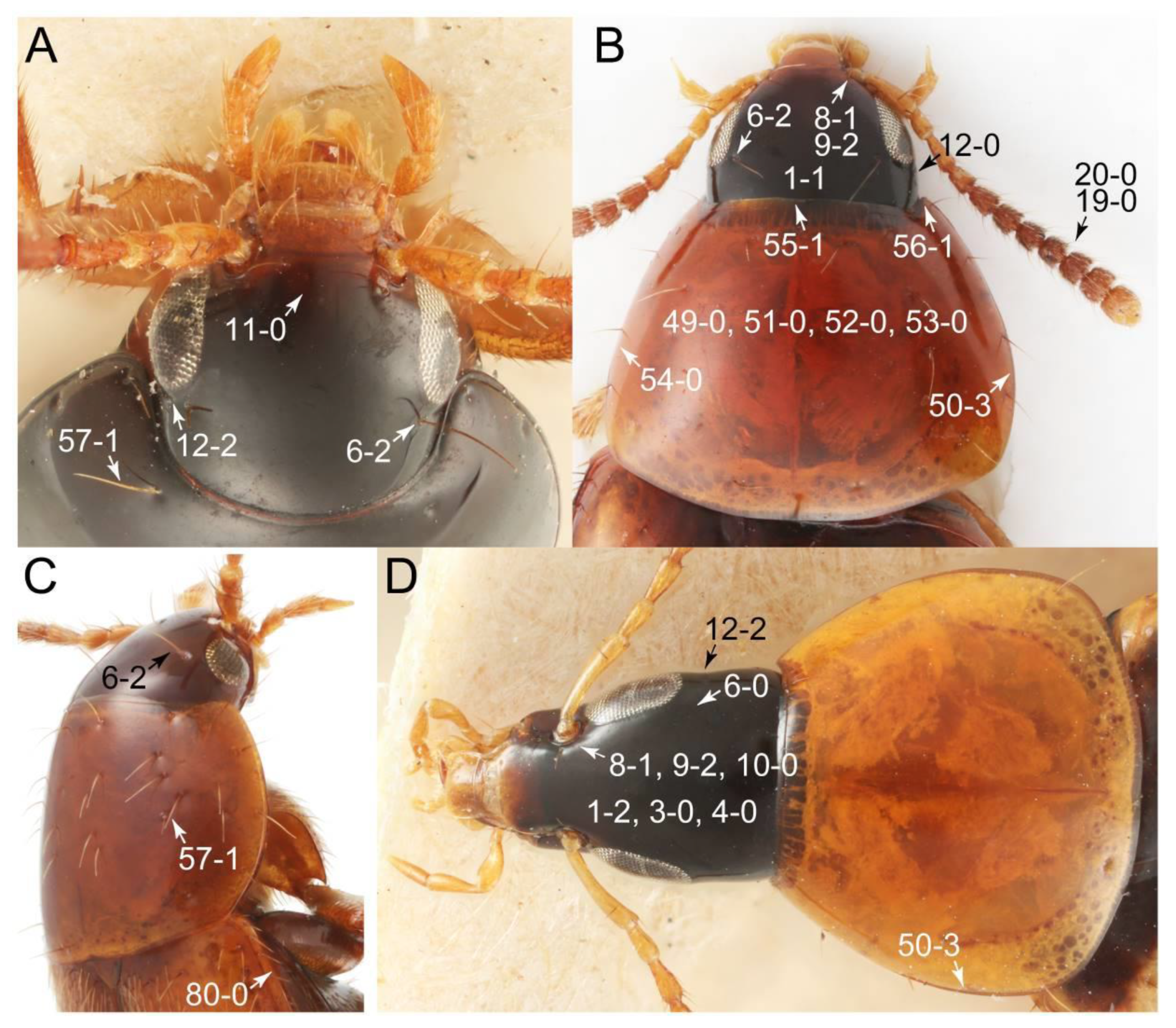 Biology 10 00323 g064