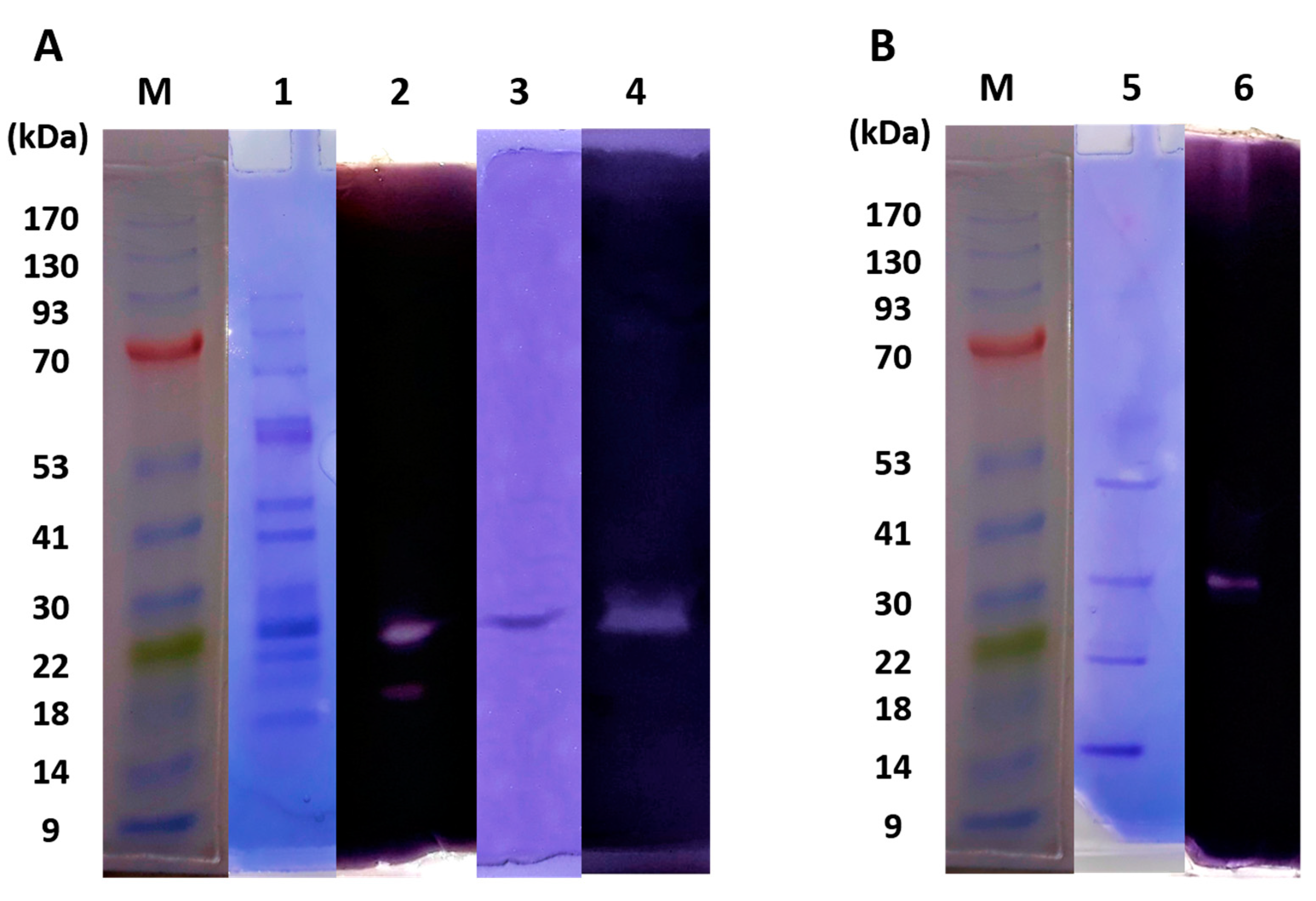 Biology 10 00337 g004 Biology 10 00337 g004