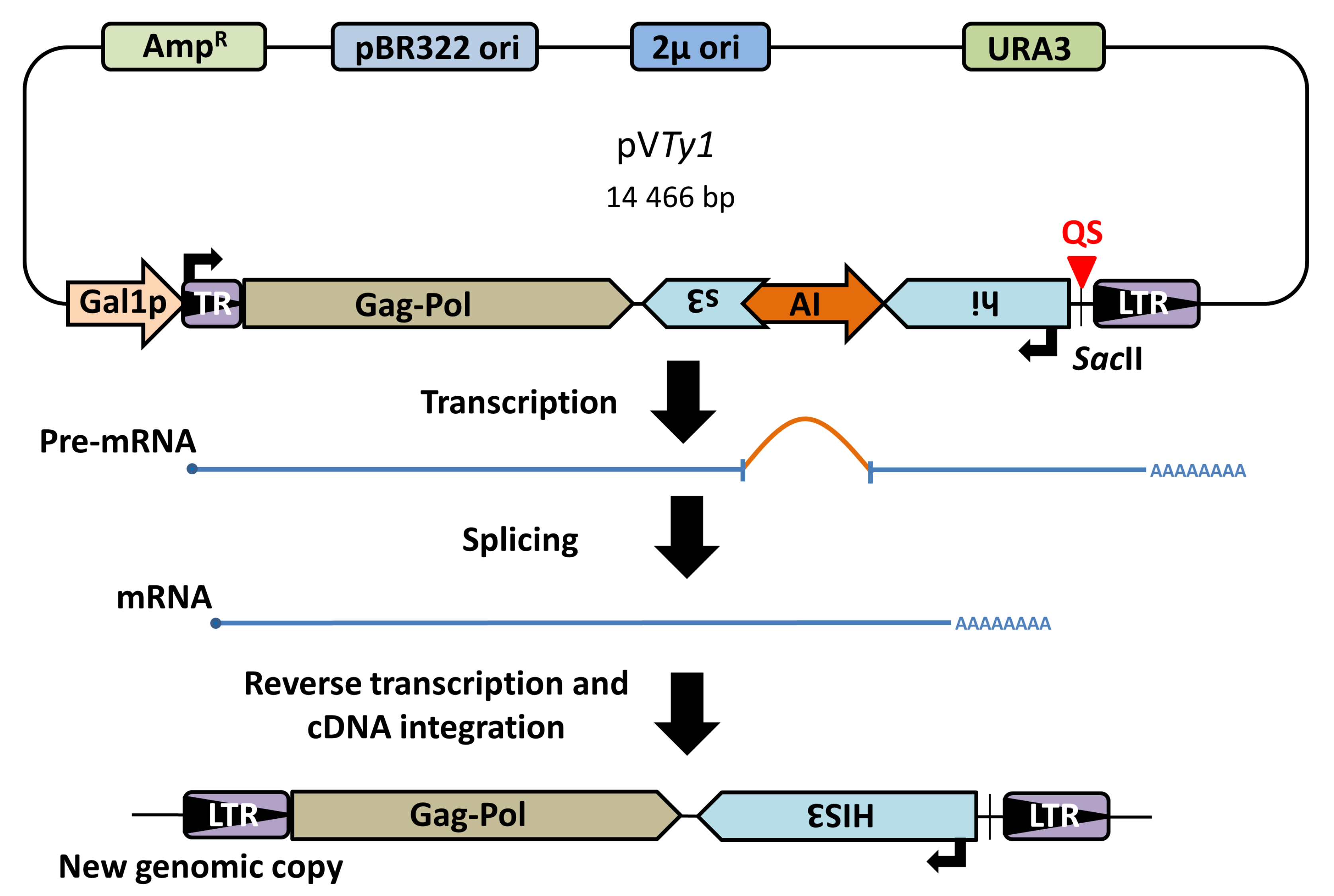 Biology 10 00347 g001